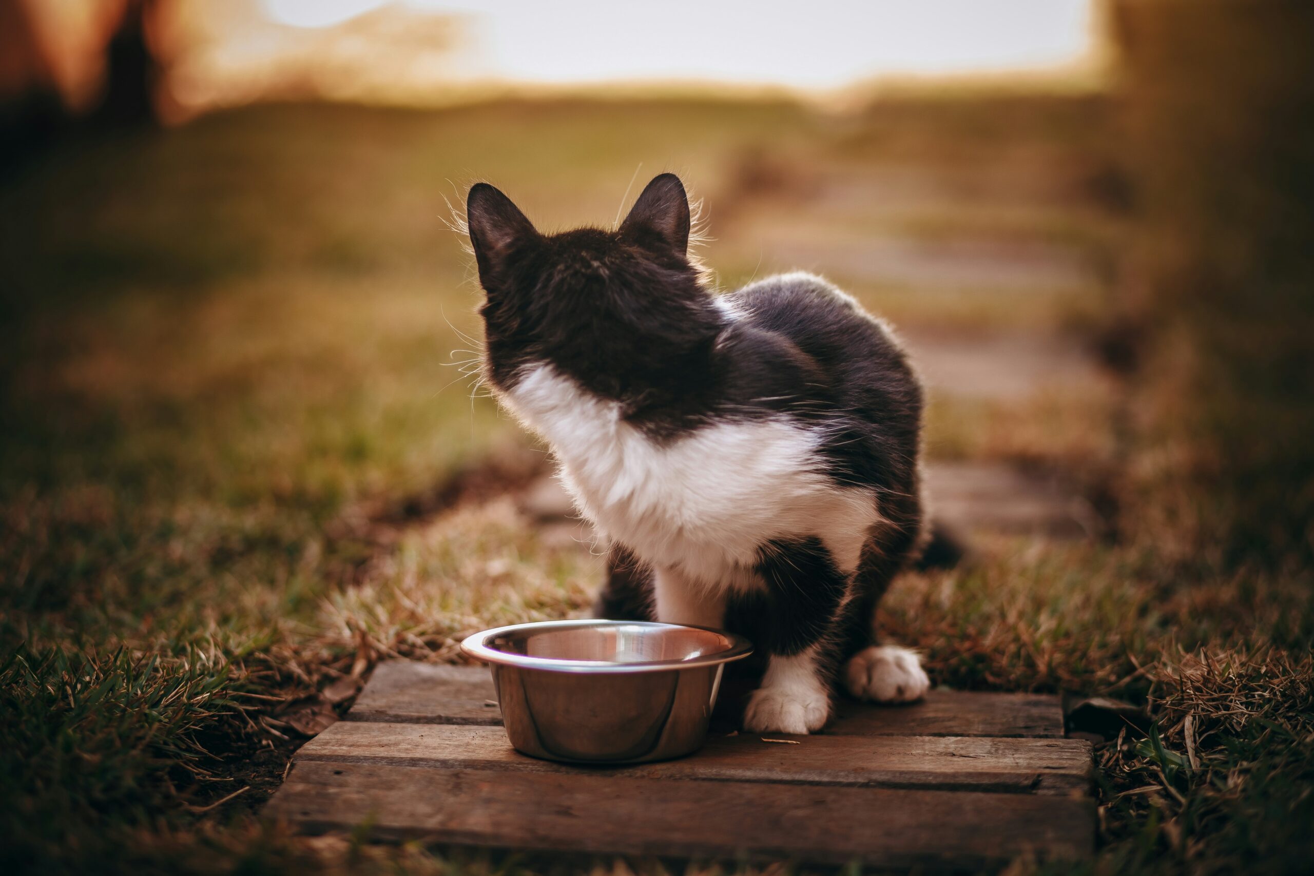 A bowl of organic cat food next to a glass of fresh water