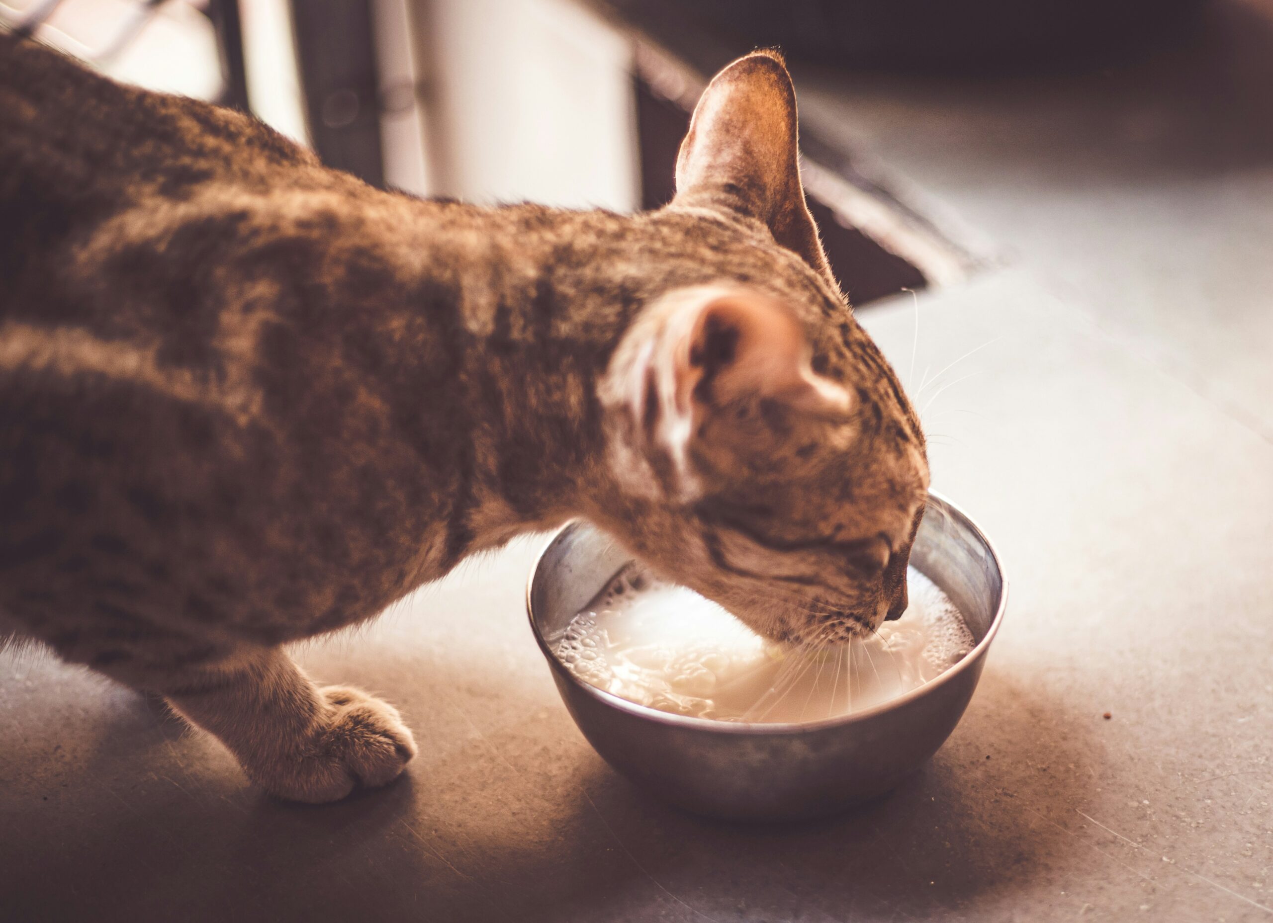 A bowl of organic, chemical-free cat food labeled as 'healthy choice'
