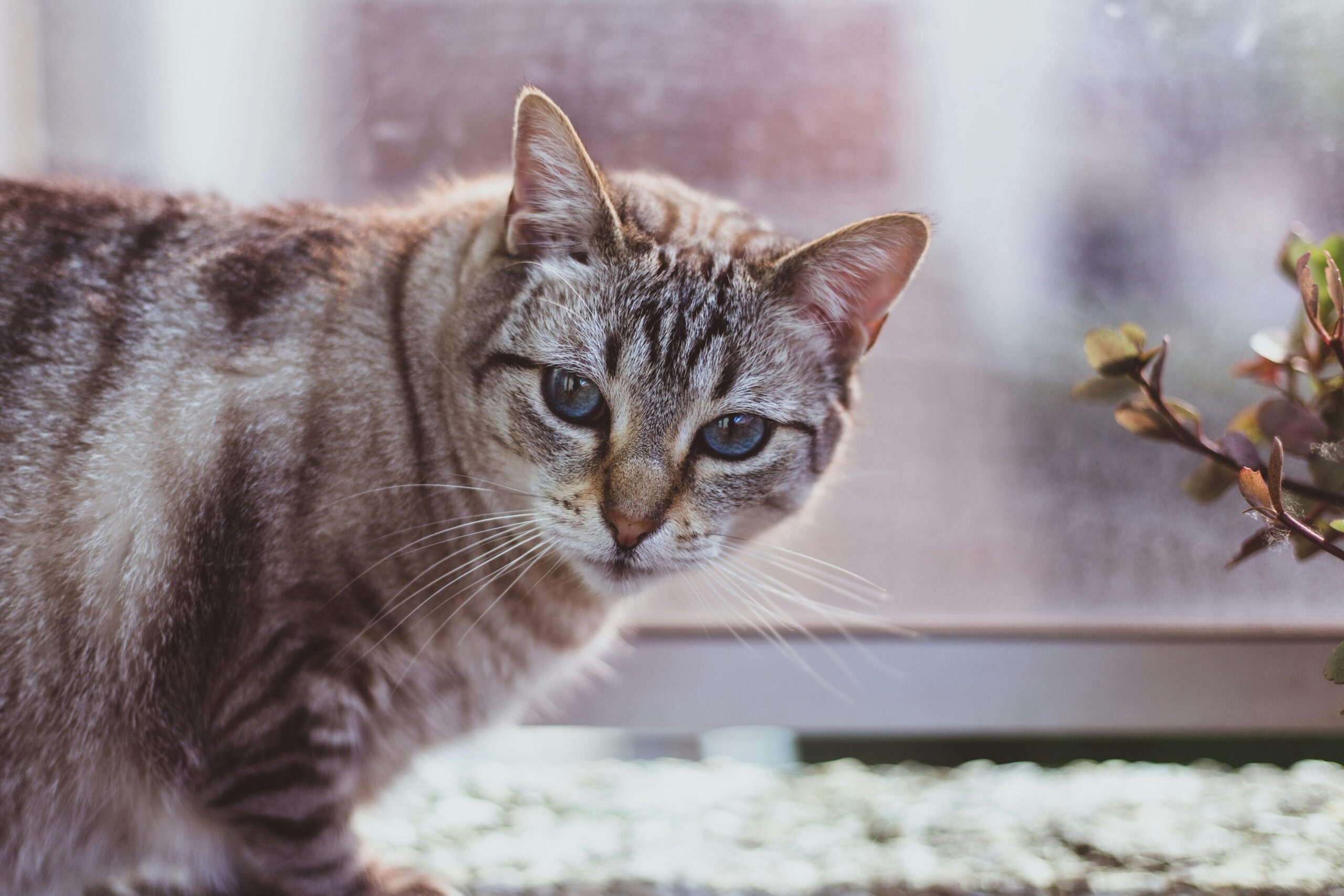 A fluffy grey cat sniffing a bowl of organic chicken-based cat food
