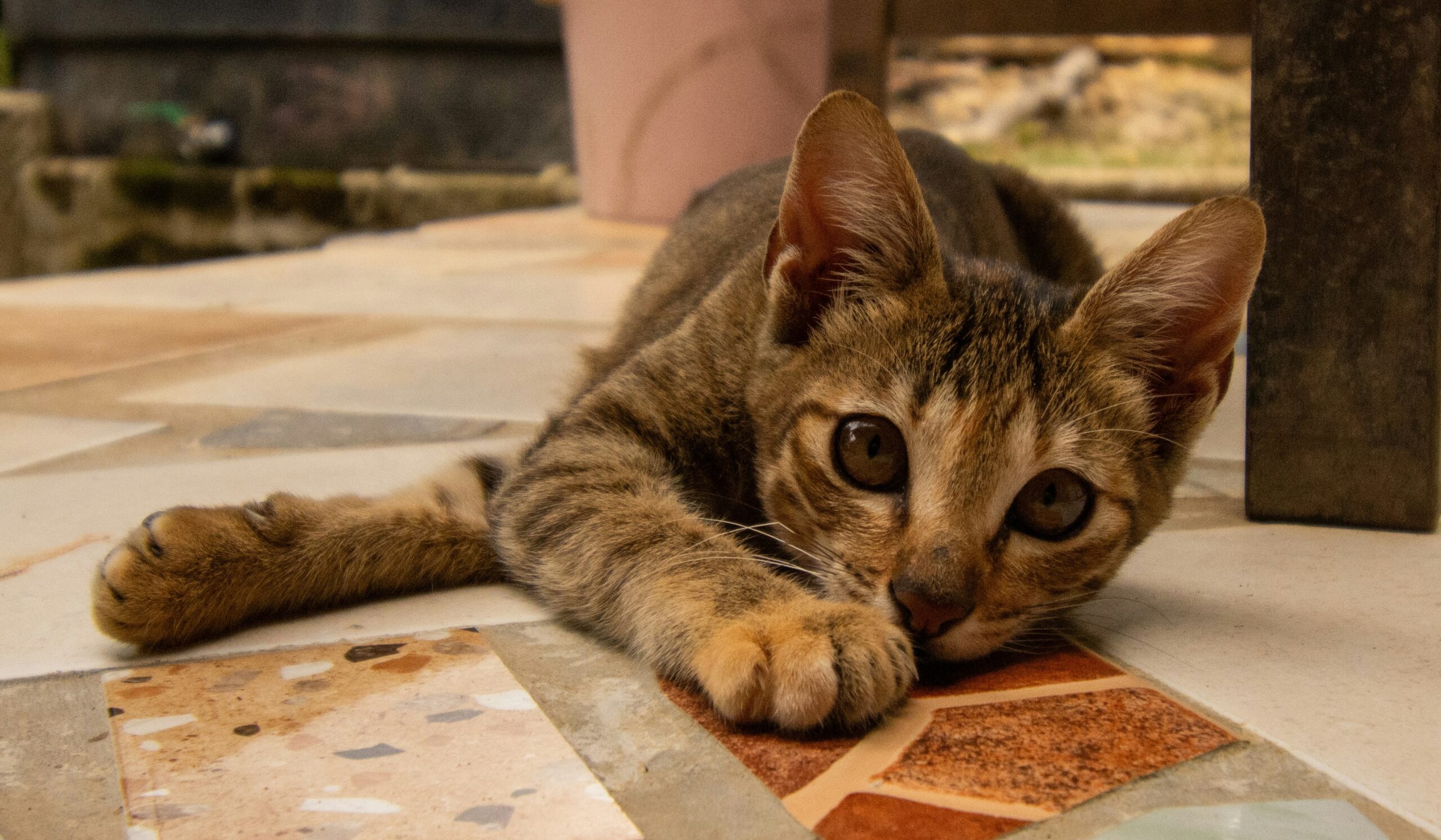 A veterinarian explaining signs of gluten allergy in cats