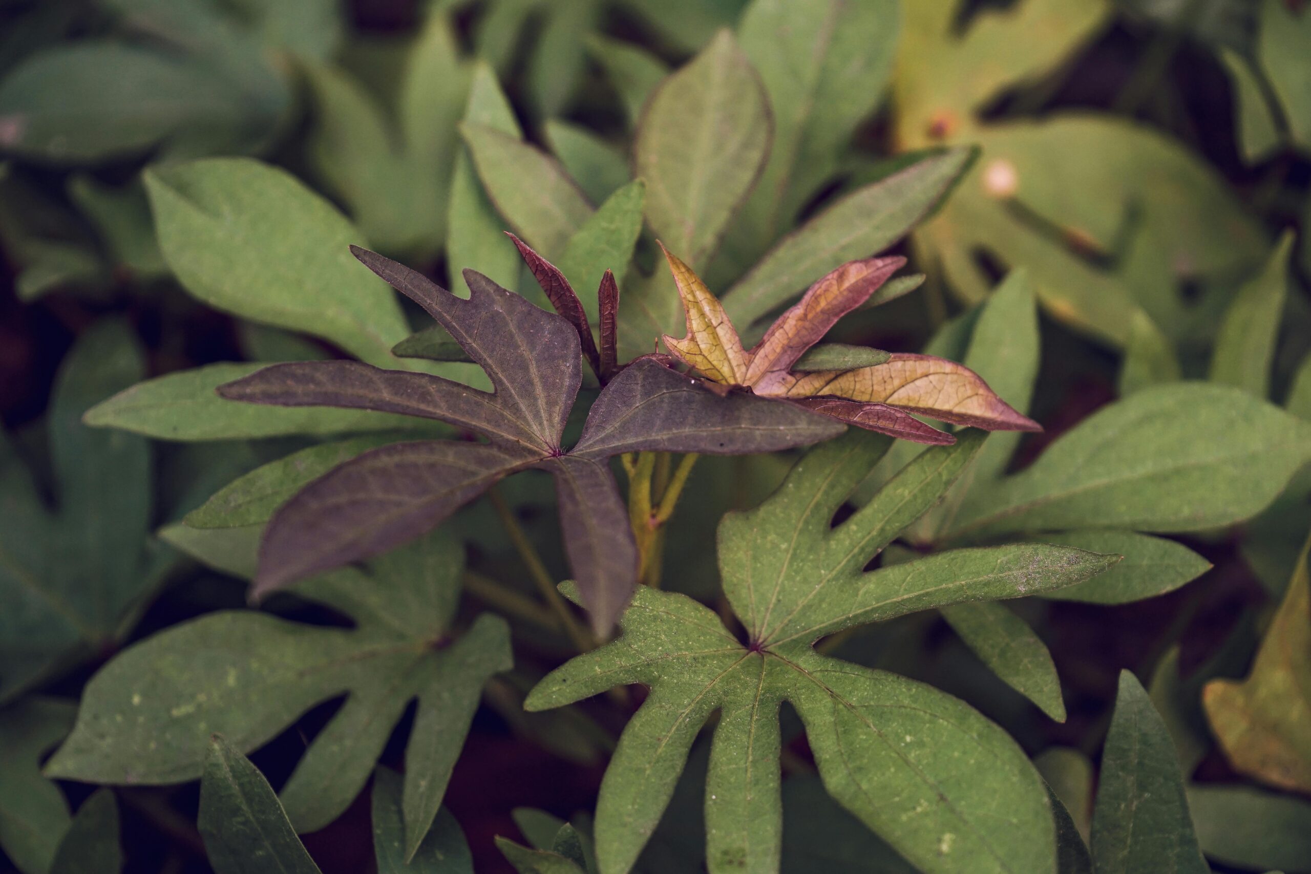 Close-up shot of a bag of organic cat food featuring USDA Organic certification logo
