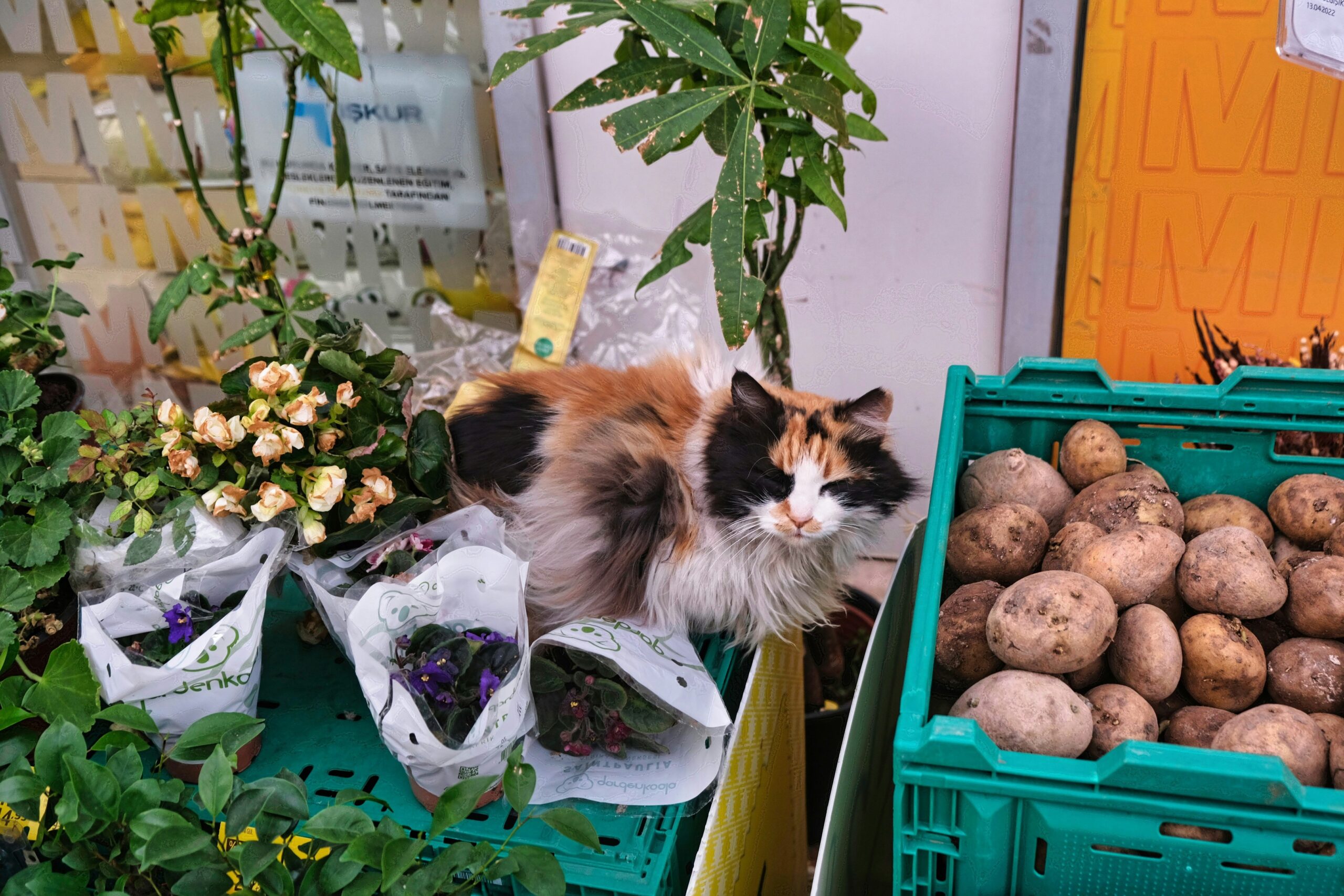 Happy owner holding an adoptable cat next to recyclable cat food bags