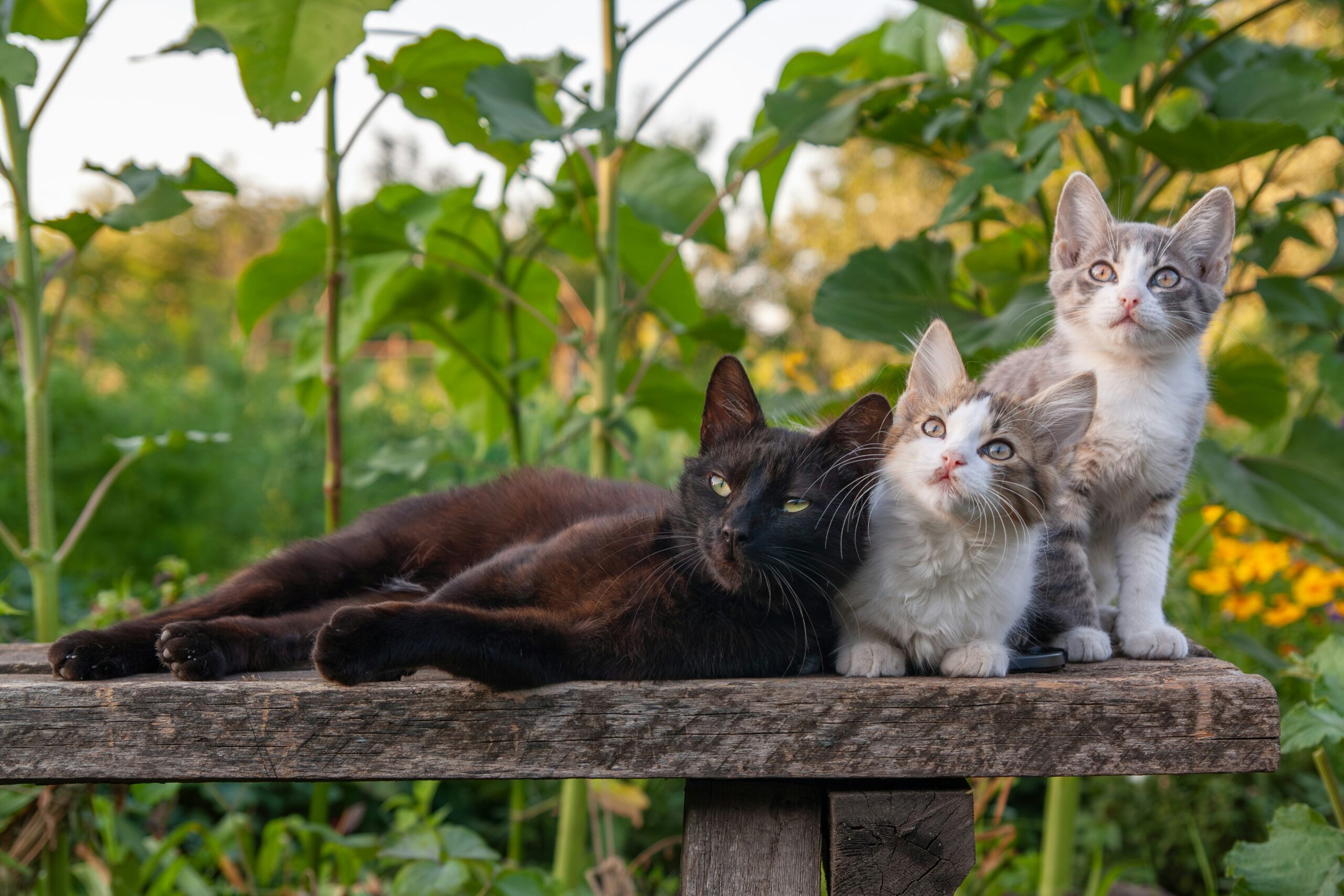 organic cat food bowl