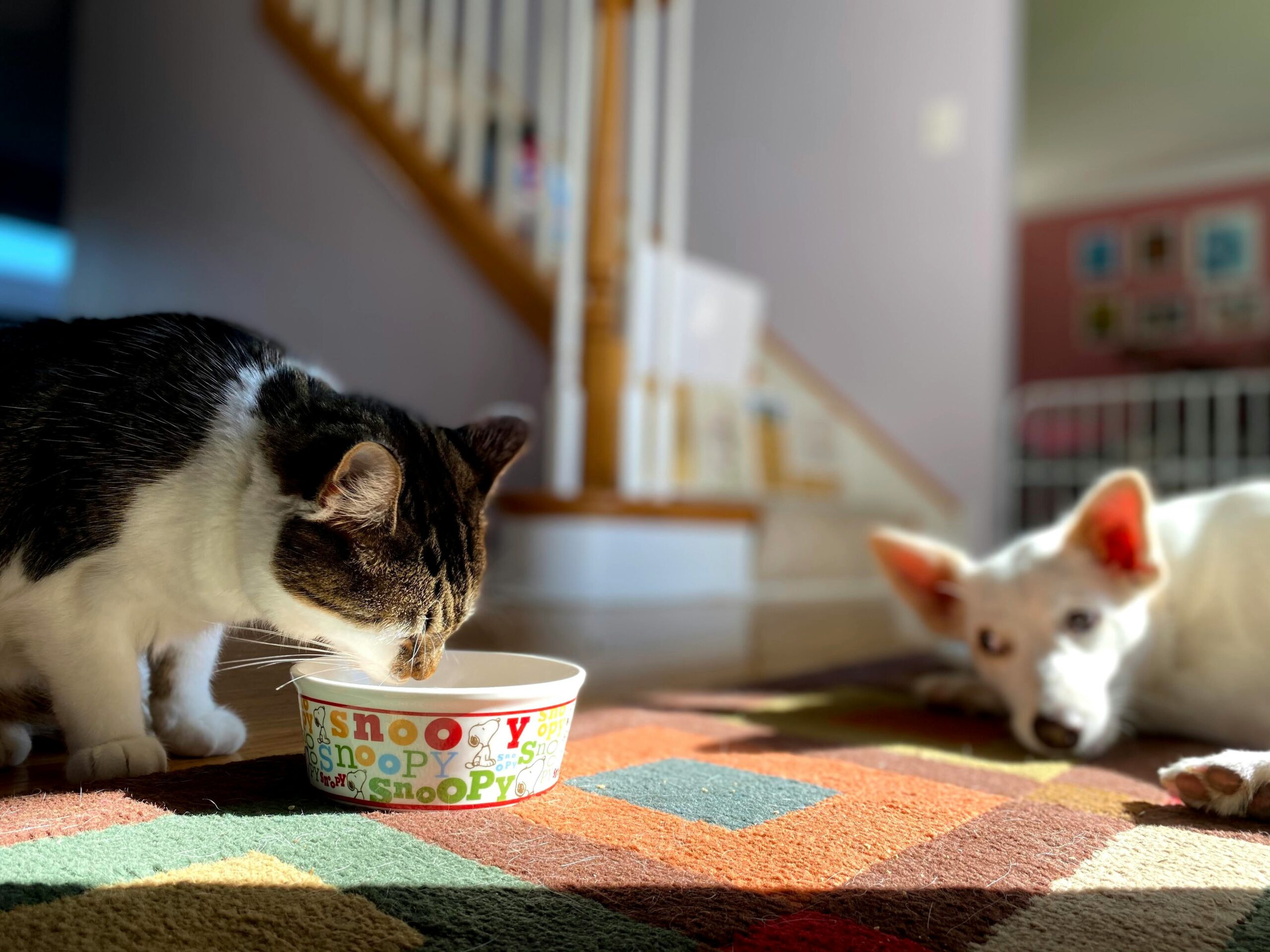 Two bowls showing old and new types of cat food during transition phase