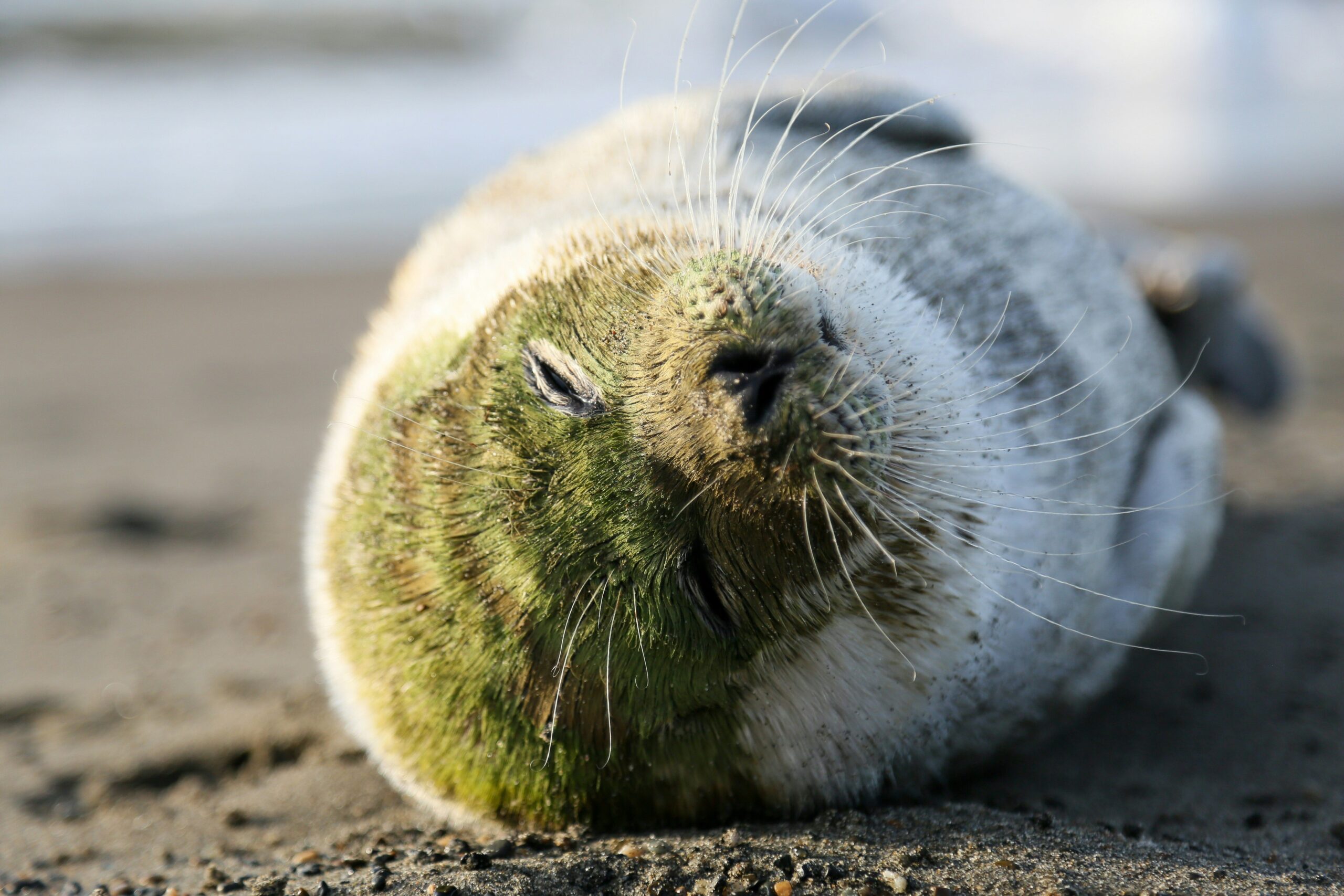 Close-up shot of a certified organic cat food label