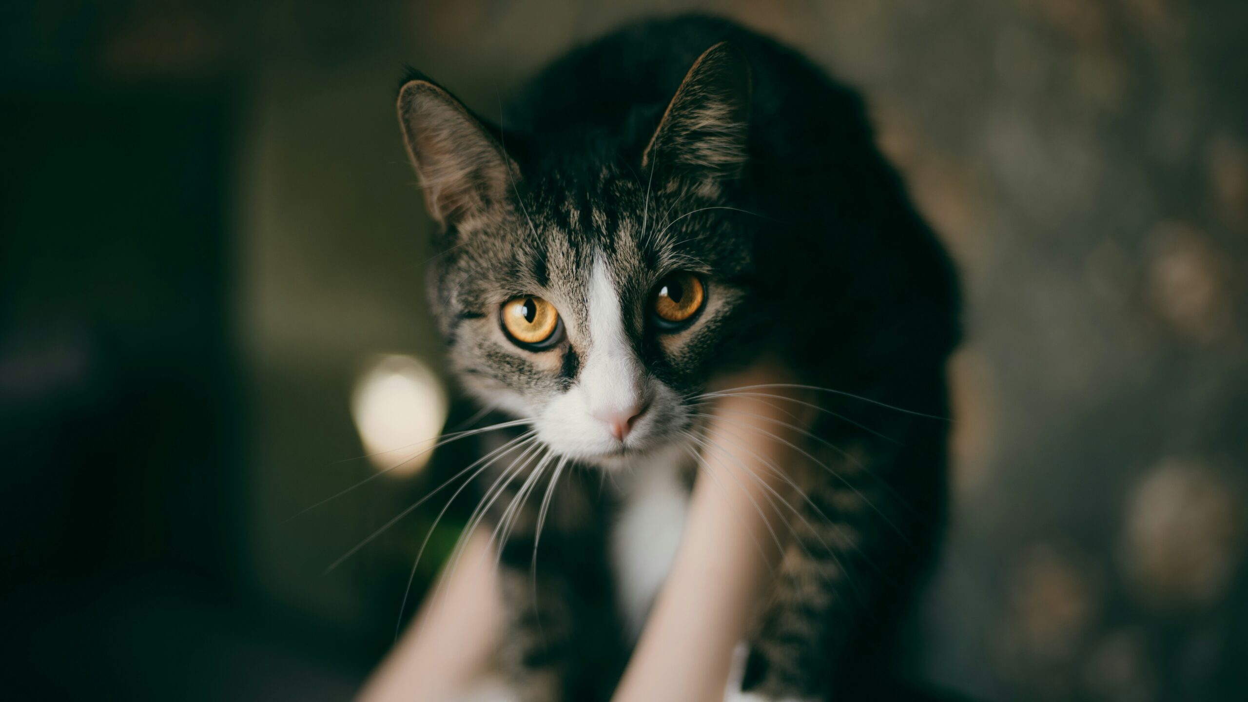 Comparison graphic showing grain-heavy versus high-protein cat food compositions