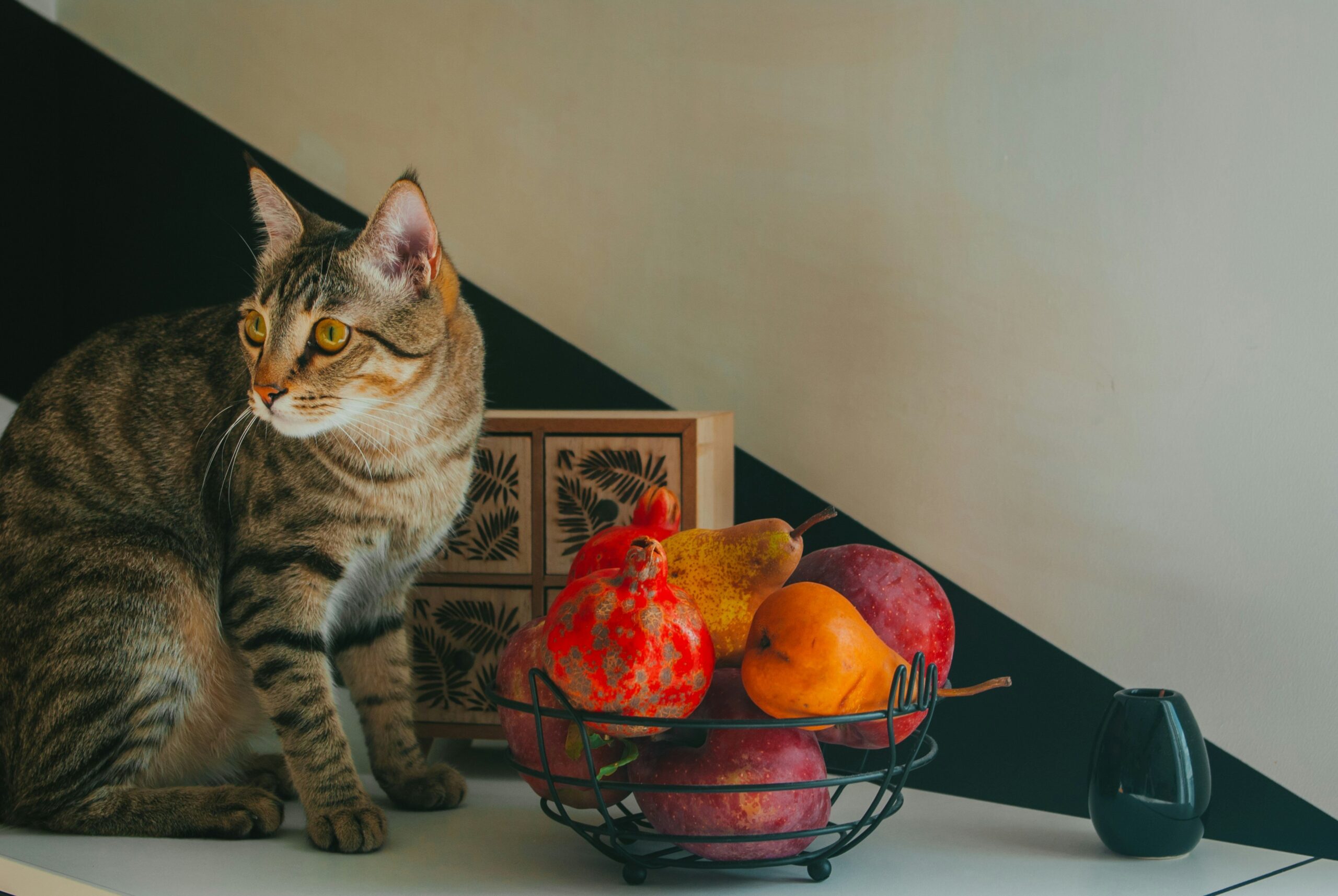 Ingredient Transparency in Organic Cat Food: Why It Matters for Your Furry Friend