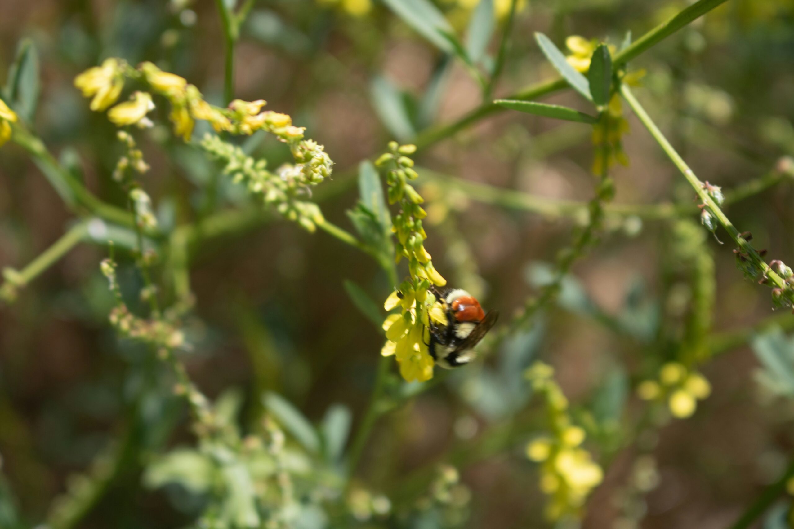organic cat food bowl