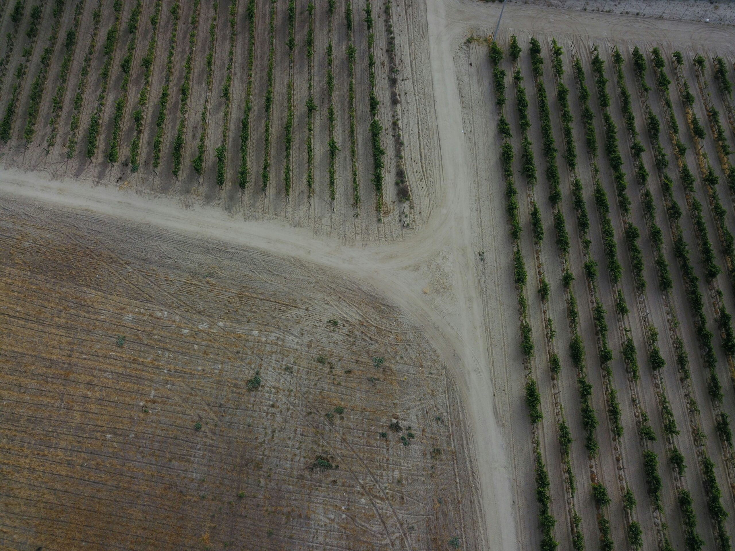 Photo showing barren farmland caused by industrial farming methods
