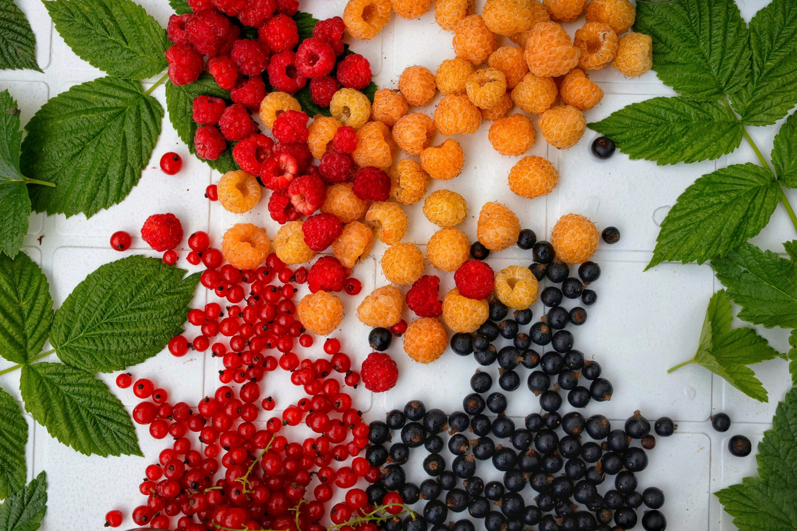 Two happy cats eagerly eating fresh organic food from bowls.