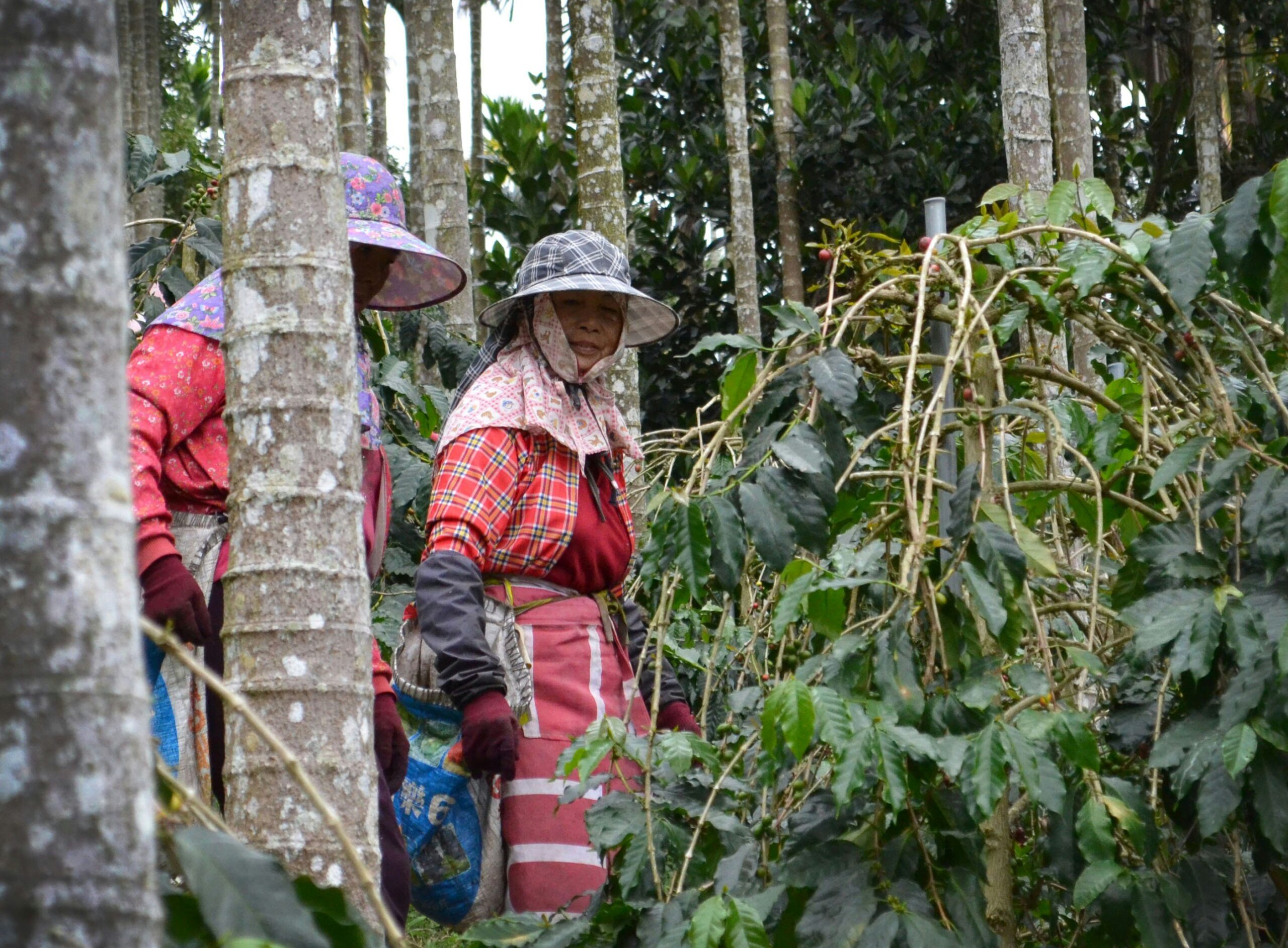 Why Ethical Labor Practices Are Crucial When Choosing Organic Cat Food