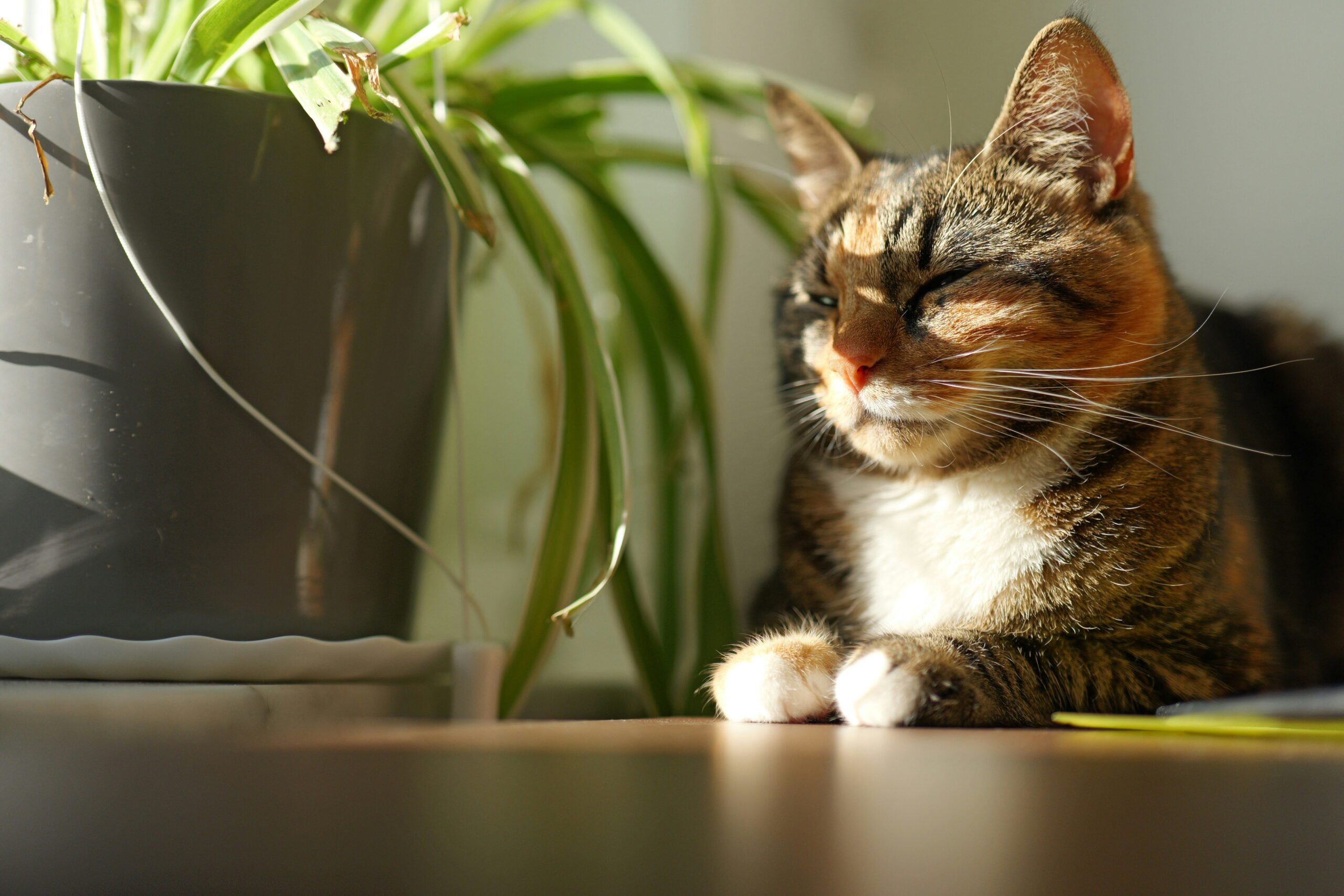 Why Organic Cat Food is the Secret to Balanced Nutrition Profiles