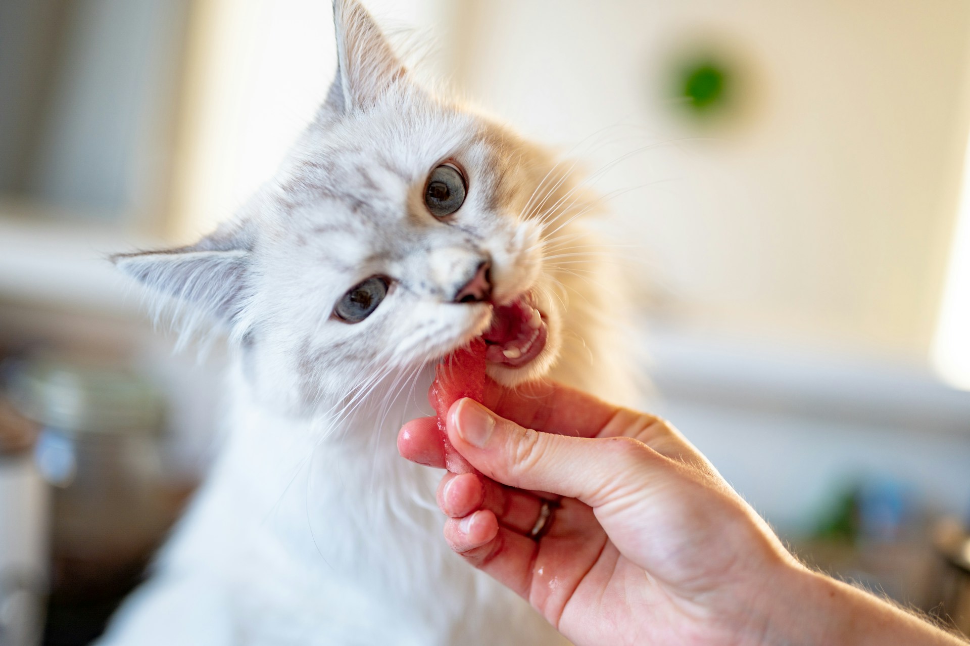 Allergy-Safe Cat Nutrition: The Ultimate Guide to Organic Cat Food for Your Furry Friend