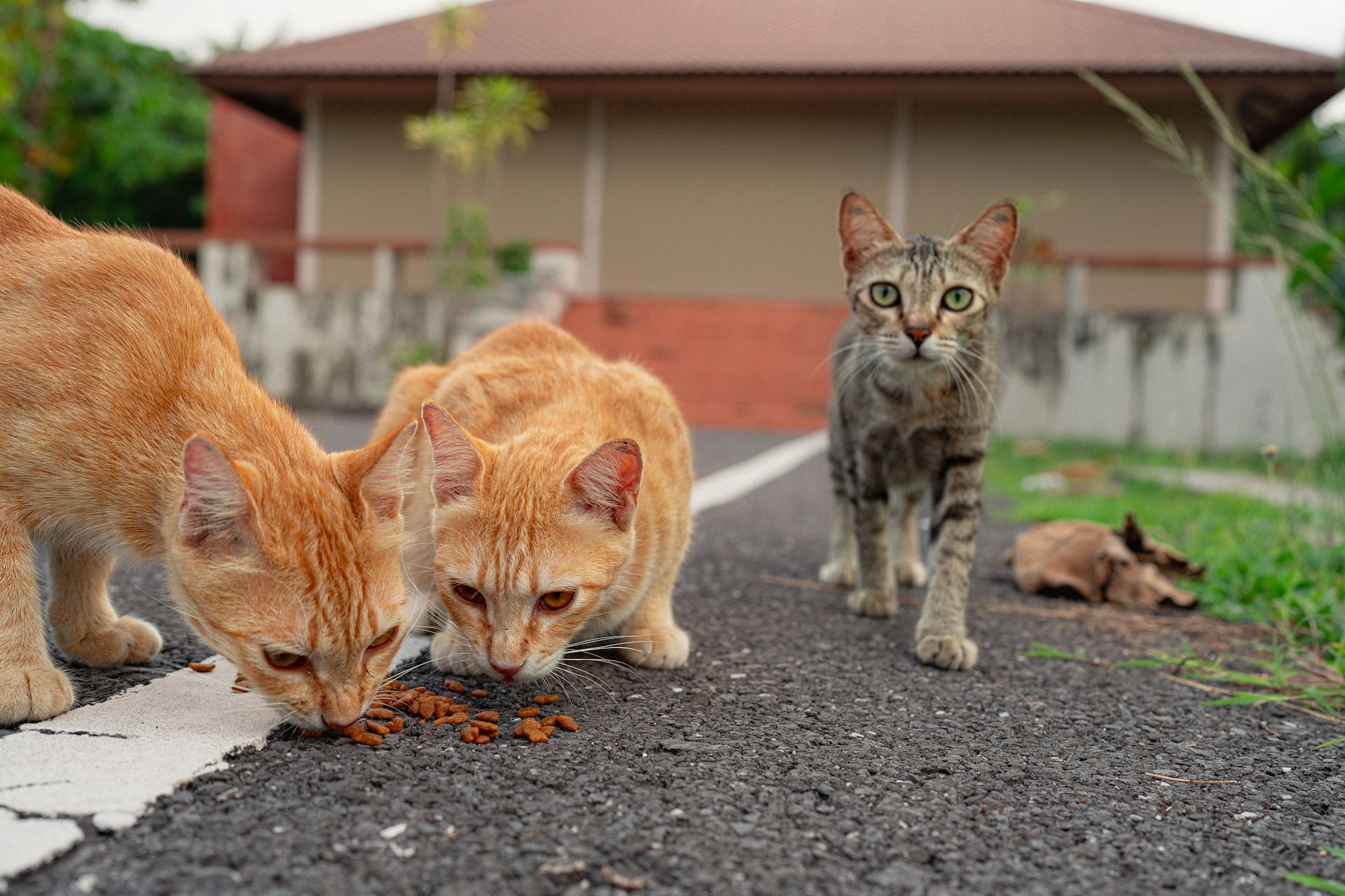 Green Pet Food Sourcing: The Ultimate Guide to Organic Cat Food for Eco-Conscious Pet Parents