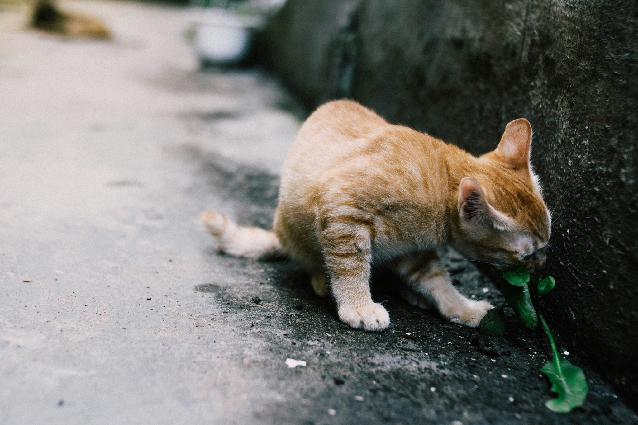 The Ultimate Guide to Environmentally Friendly Cat Meals: Nourishing Your Feline Friend Sustainably
