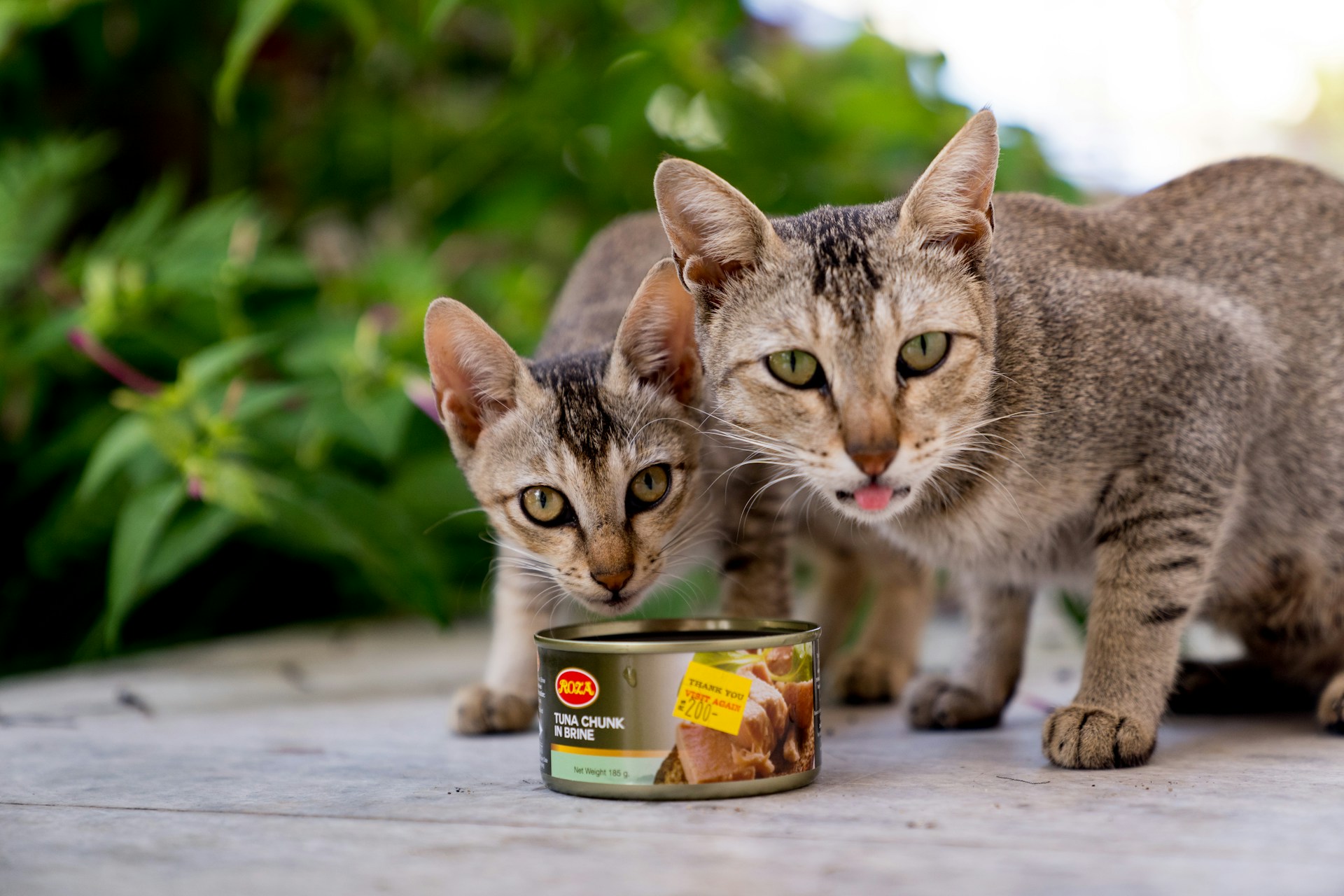 The Ultimate Guide to Pure Ingredient Cat Meal: Why Organic Cat Food Rules