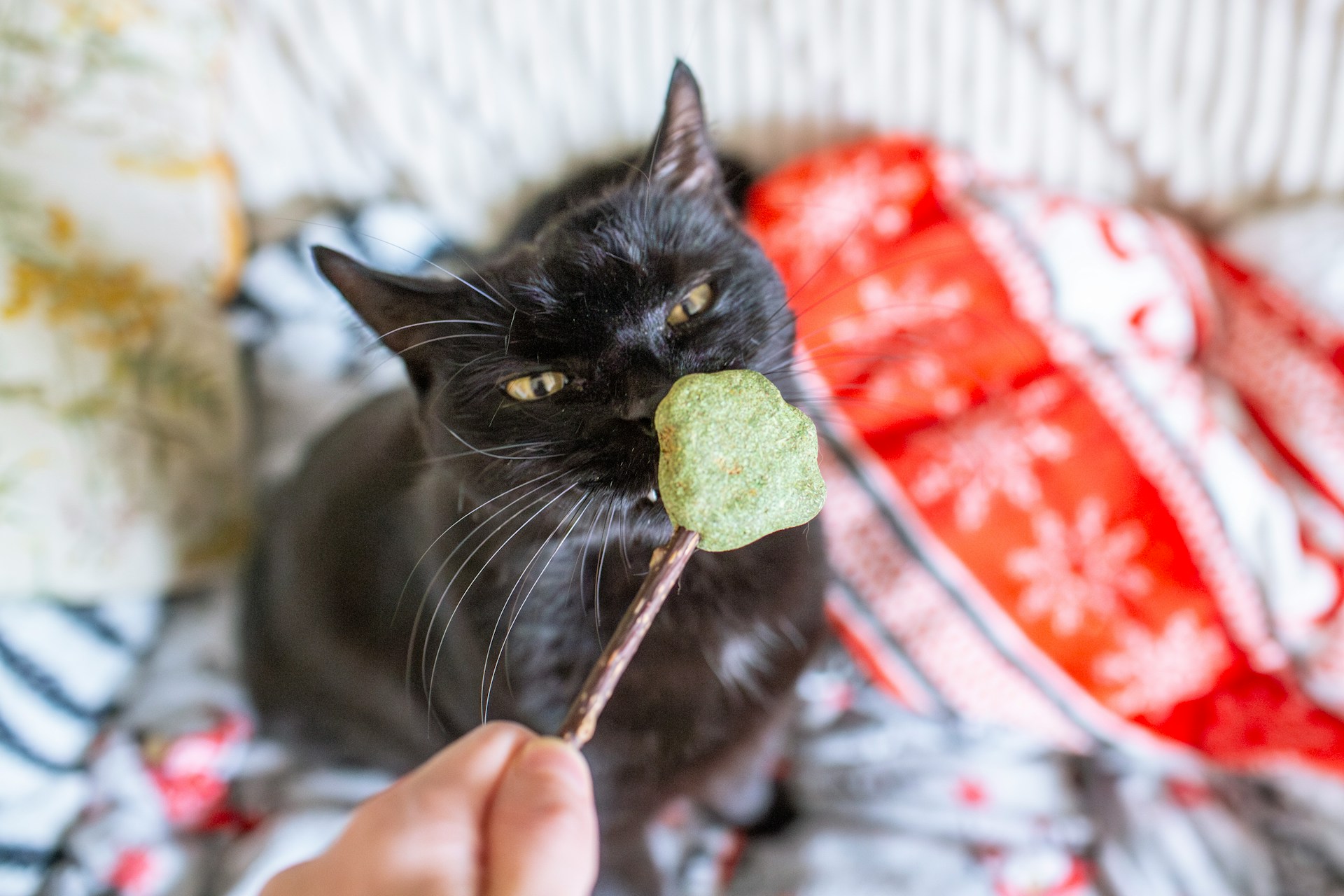 Why Green Cat Food Packaging Matters