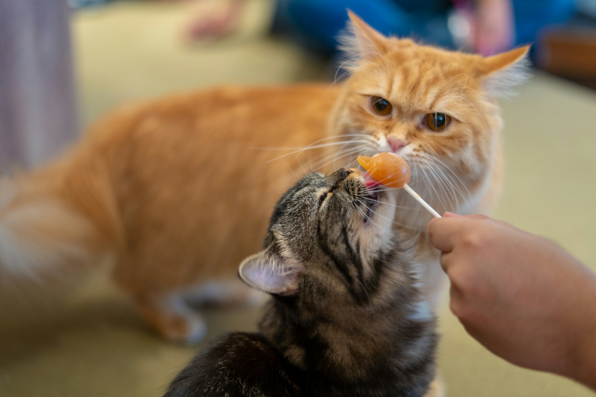 Why High-Purity Cat Food is a Game-Changer for Your Feline Friend