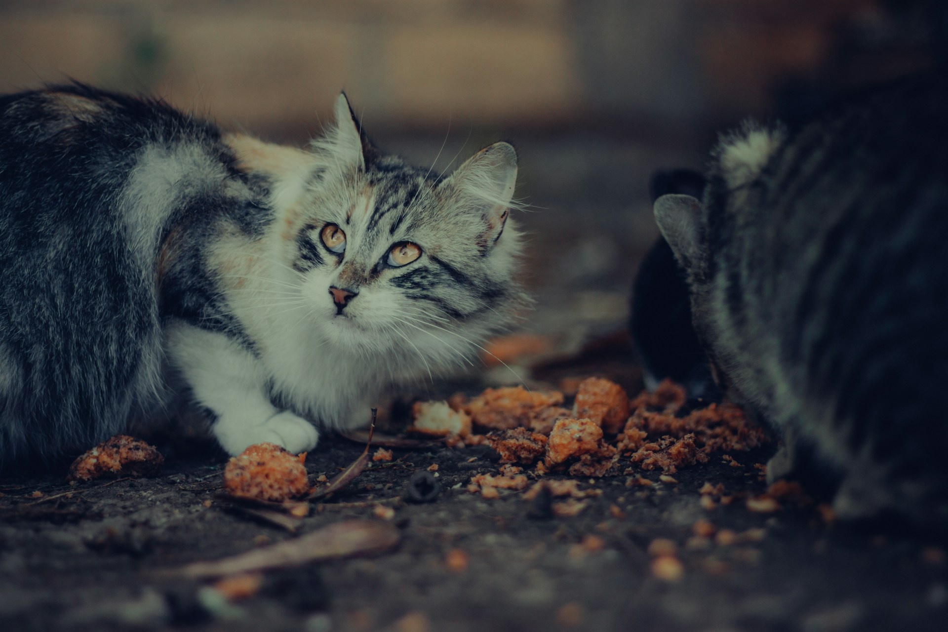 Why High-Purity Cat Food is the Secret Ingredient to a Healthier Feline Life
