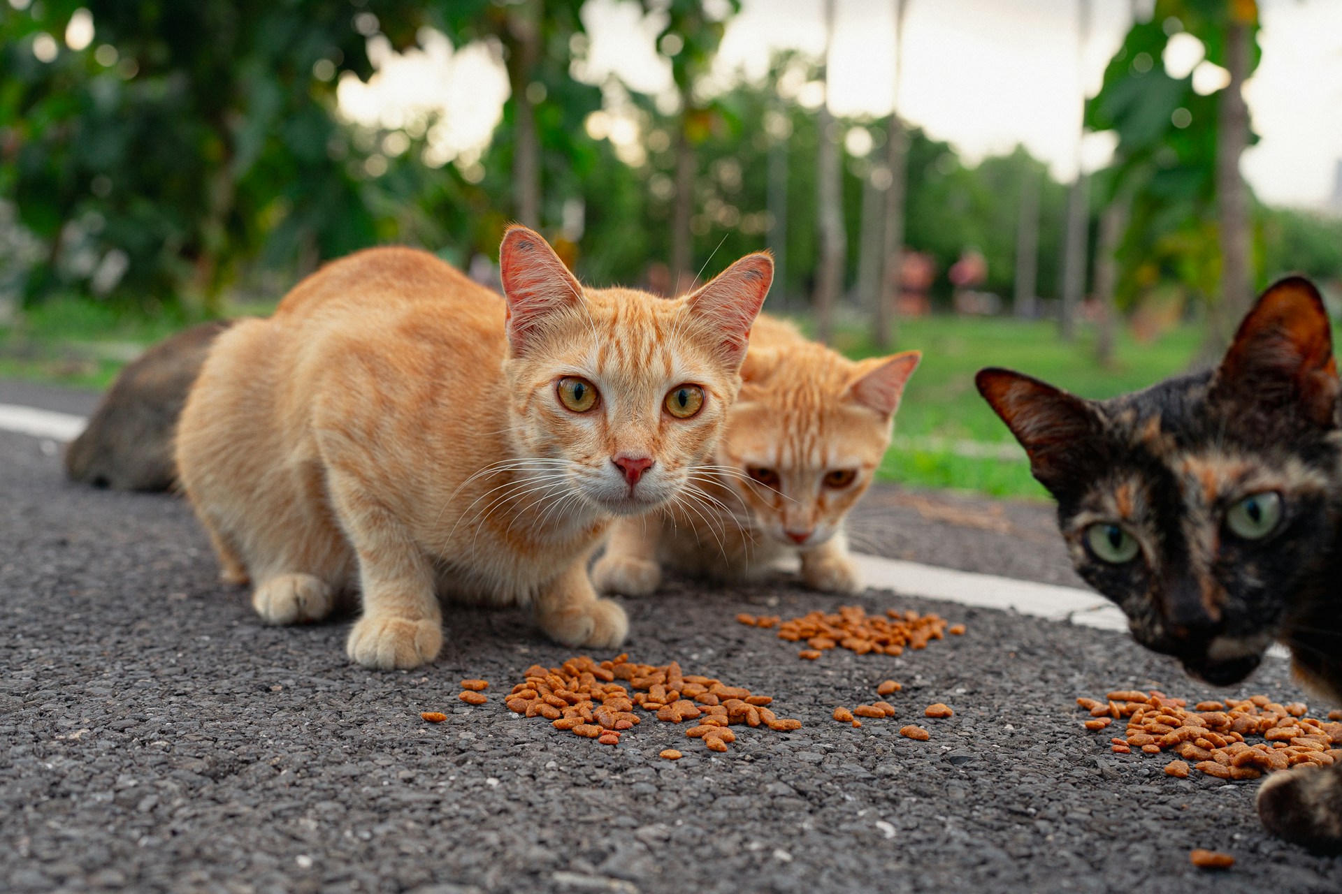 Why Low-Allergen Cat Food is a Game-Changer for Your Furry Friend