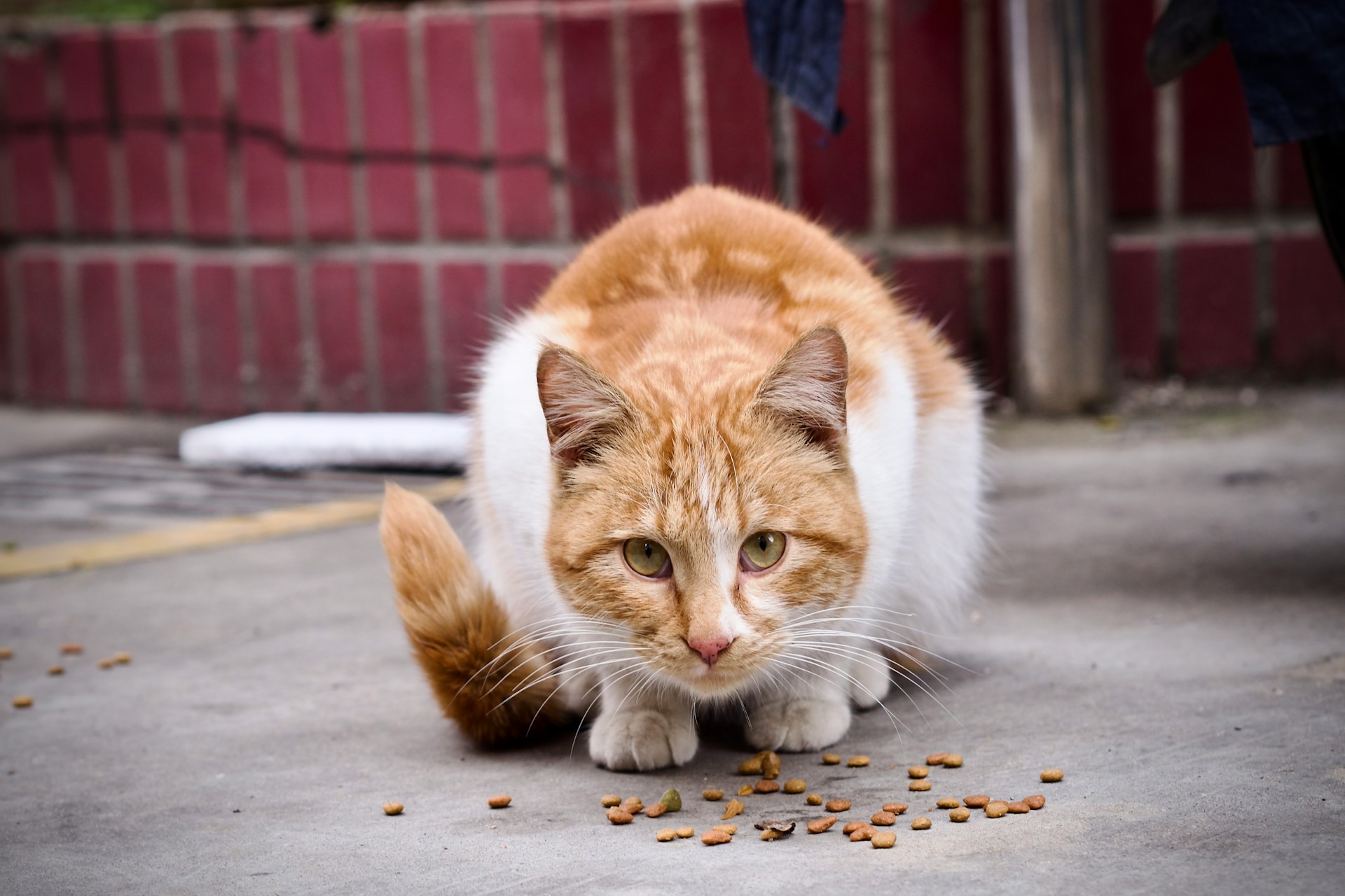 Why Sustainable Pet Nutrition is the New Catnip: A Guide to Organic Cat Food That’s Good for Your Feline (& the Planet)