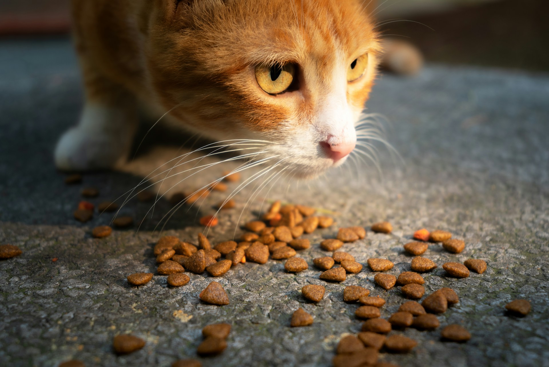 The Organic Option Revolutionizing Your Cat’s Diet