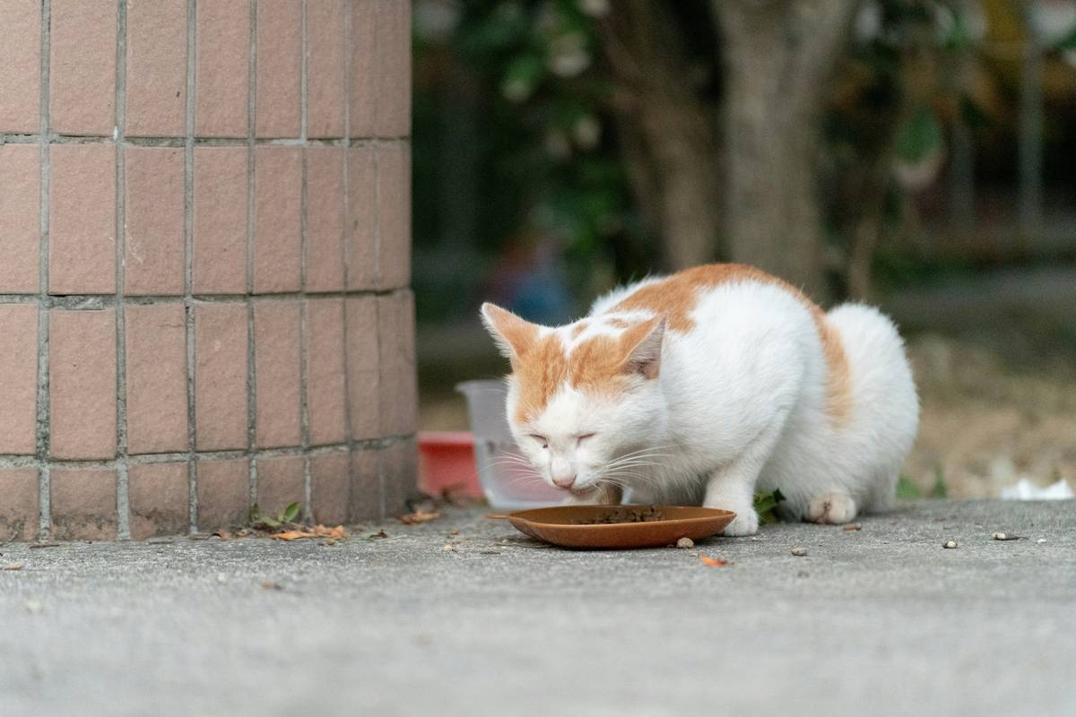 A bowl of organic cat food next to a happy cat.