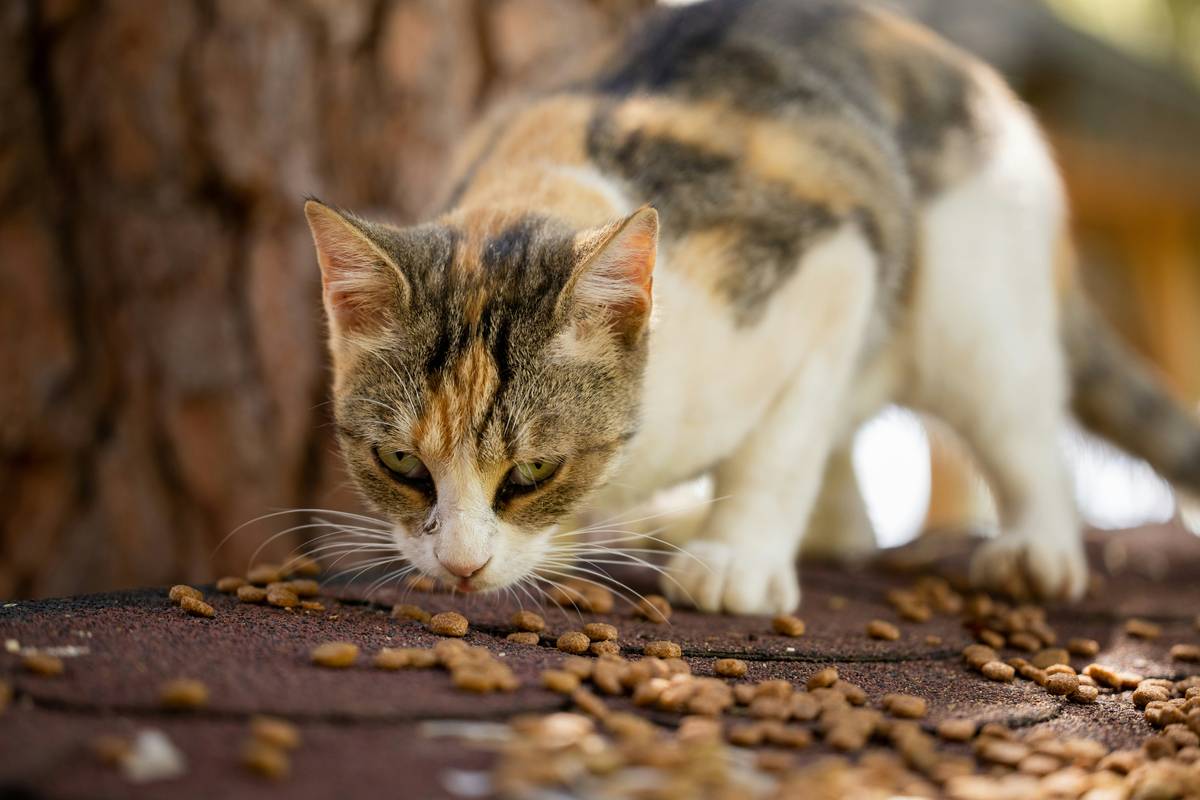 A fluffy gray cat happily eating organic cat food.