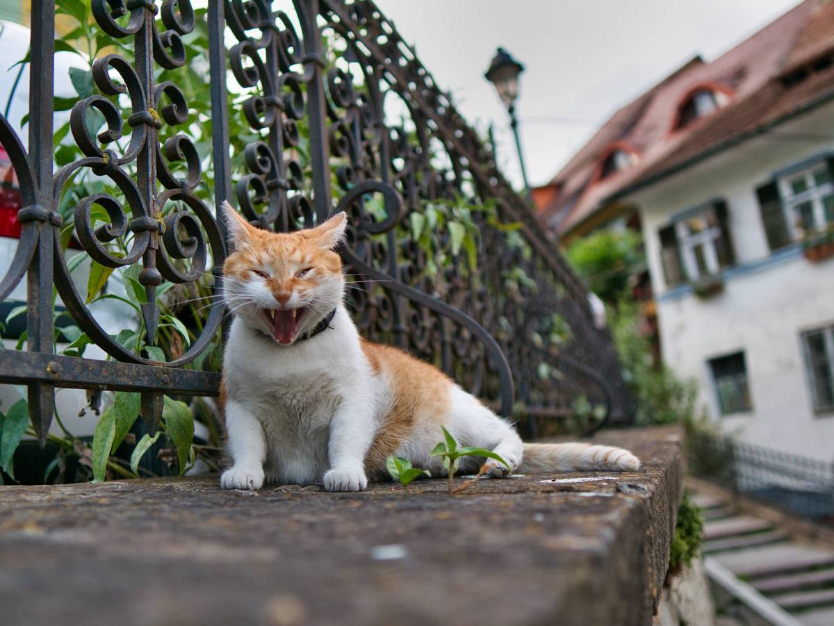A happy orange tabby eating allergy-safe treats