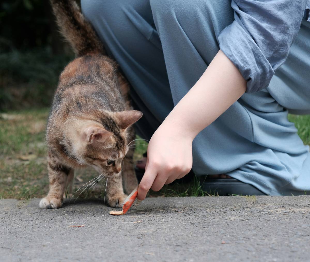 A split image showing processed cat food versus fresh vegetables