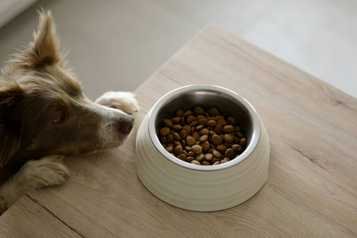A tabby cat happily eating a bowl of green-label certified organic cat food indoors.