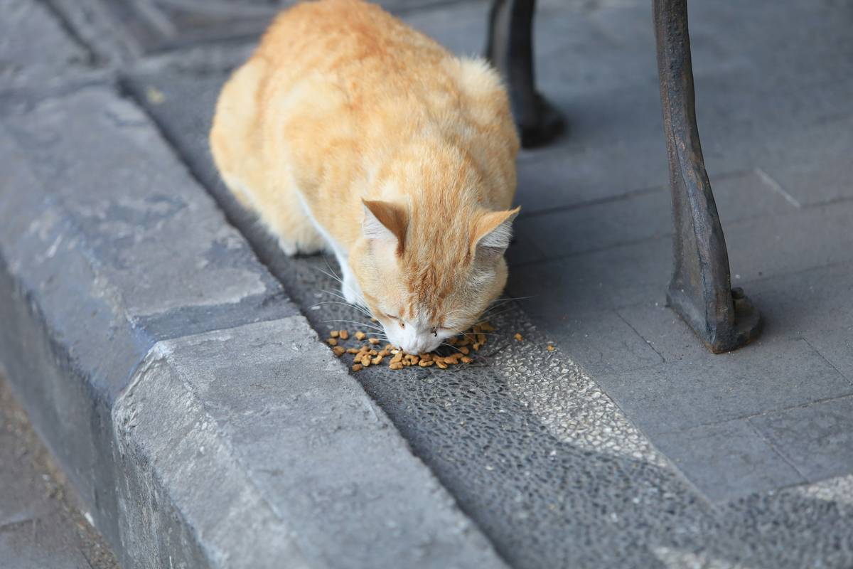 Why Eco-Friendly Cat Nutrition is the Future of Pet Care (And How to Get It Right)