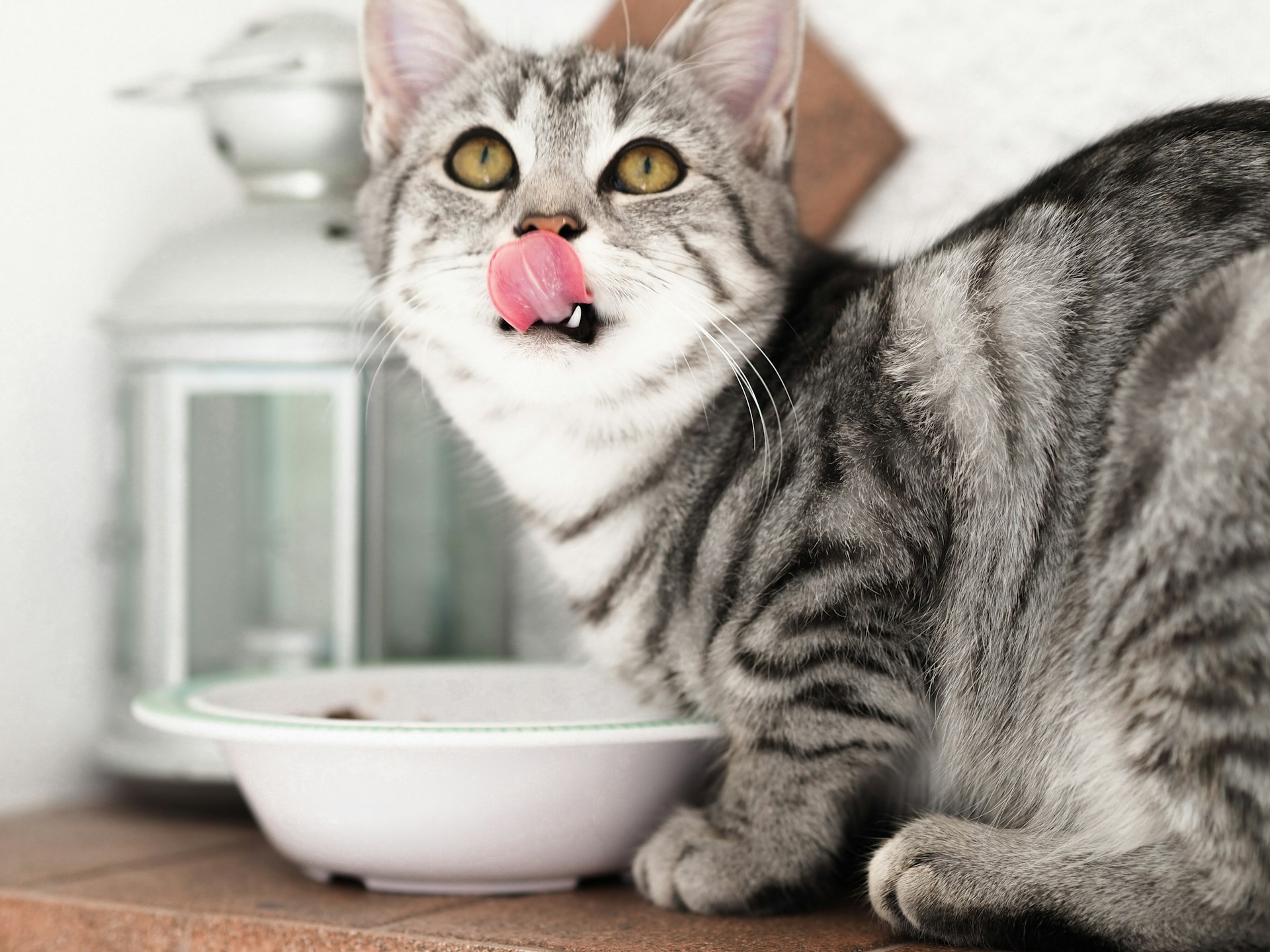 Why Every Cat Owner Needs to Know About Allergy-Safe Cat Kibble