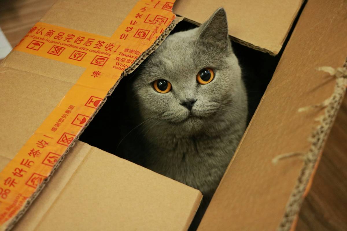 Why Sustainable Cat Food Packaging Matters (And How It Benefits Your Feline Friend)