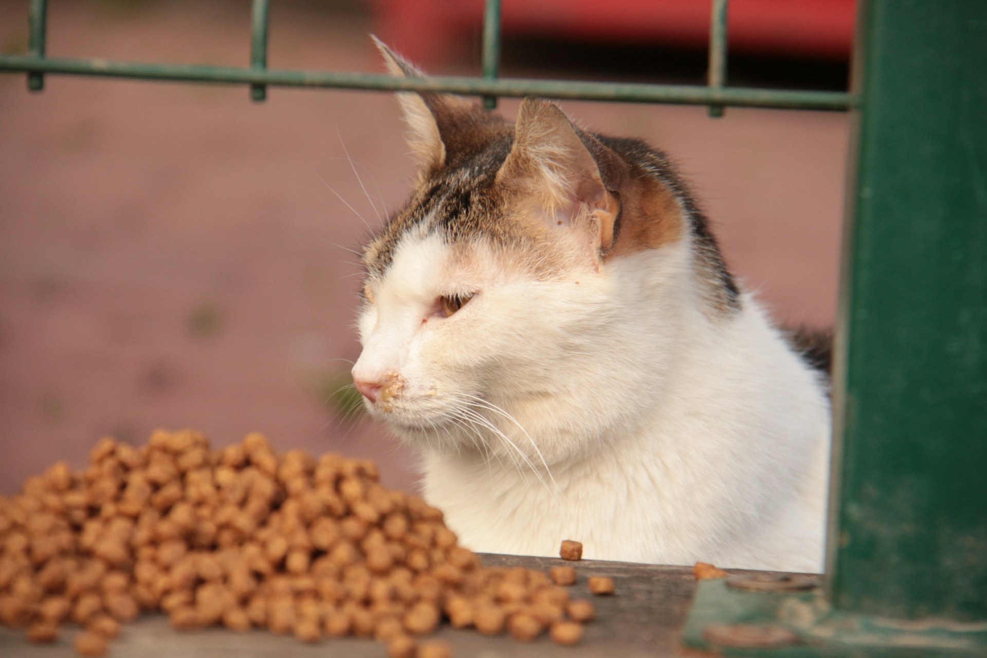 Why Switching to an Organic Grain Cat Diet Could Save Your Furbaby's Life