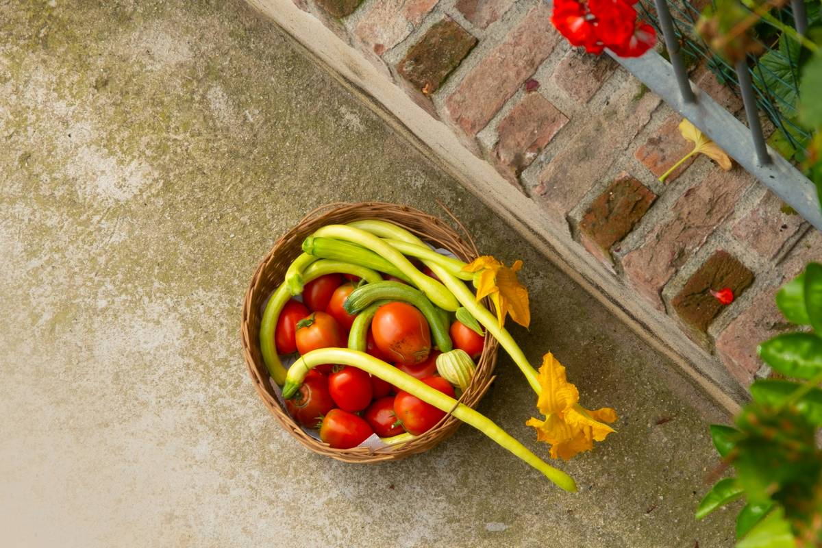 Why Your Cat Deserves Allergy-Friendly Cat Kibble: The Ultimate Guide to Organic Cat Food