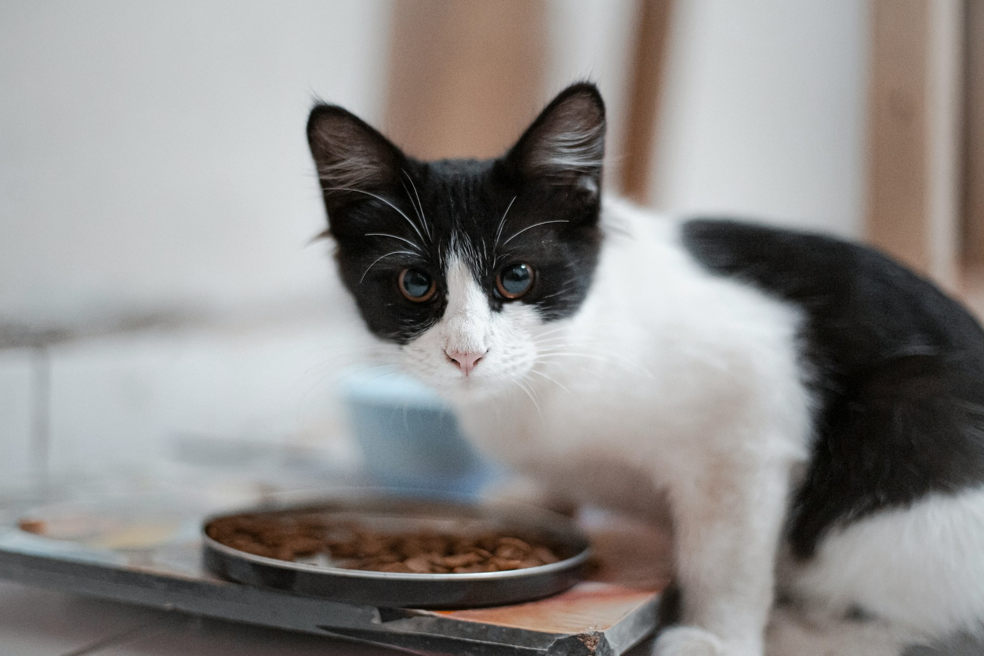 Why Your Cat Deserves the Best: Unpacking Natural Flavor Cat Food Options
