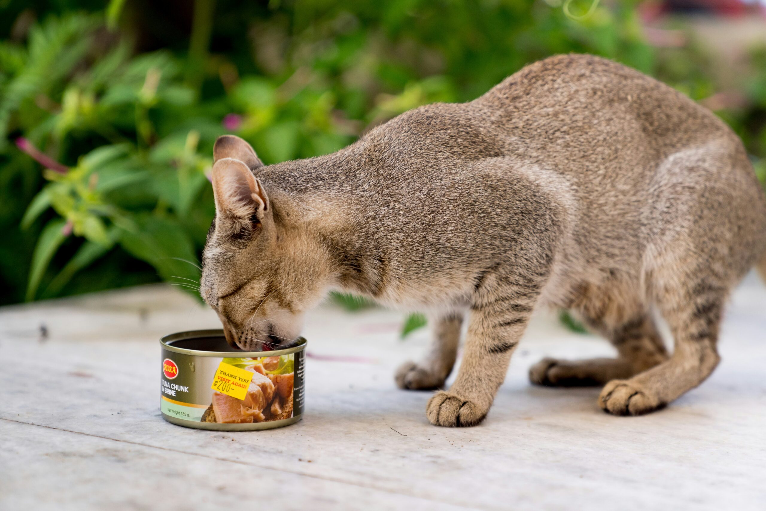 A cat eating out of a can on the ground