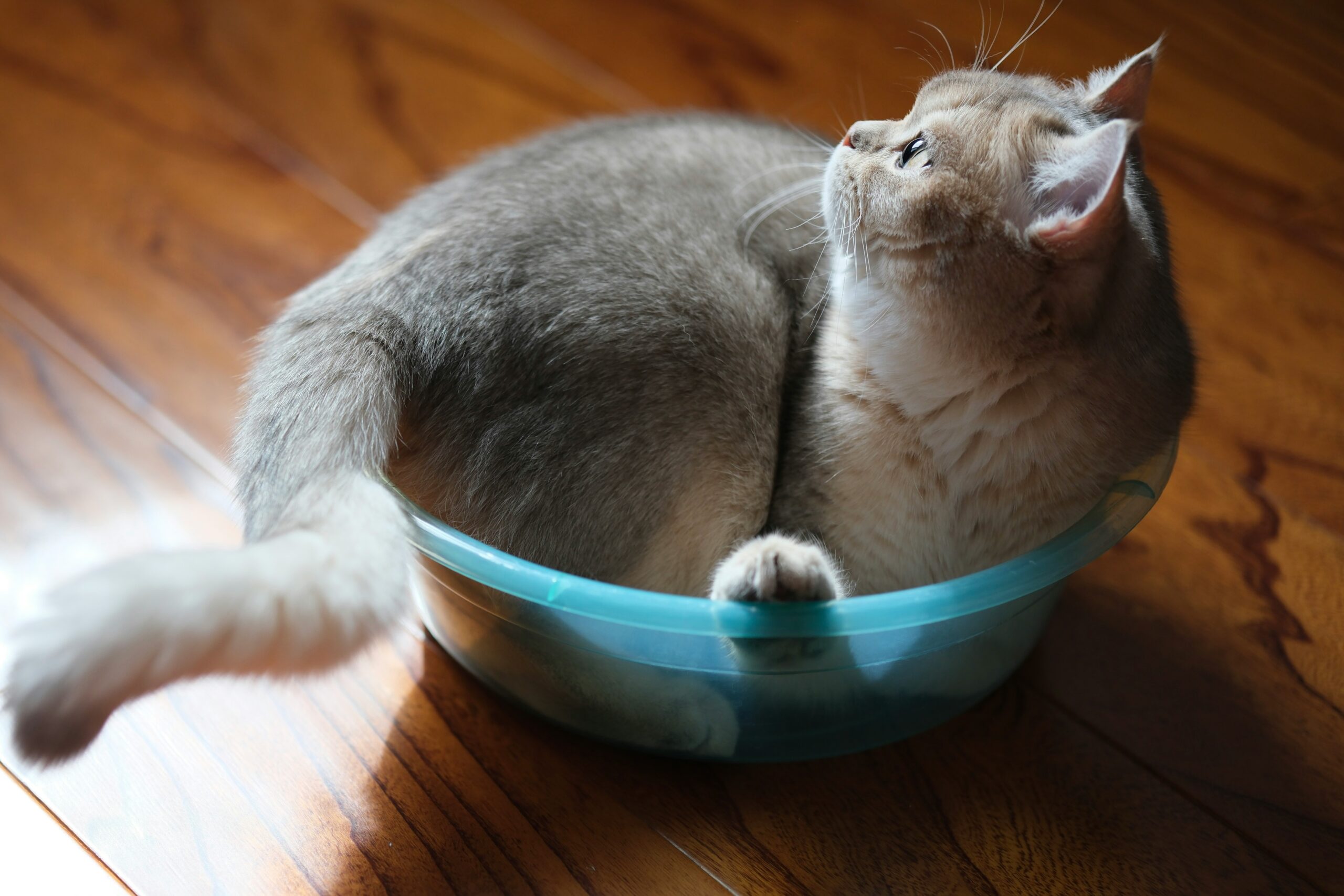 A fluffy cat sits in a blue bowl.