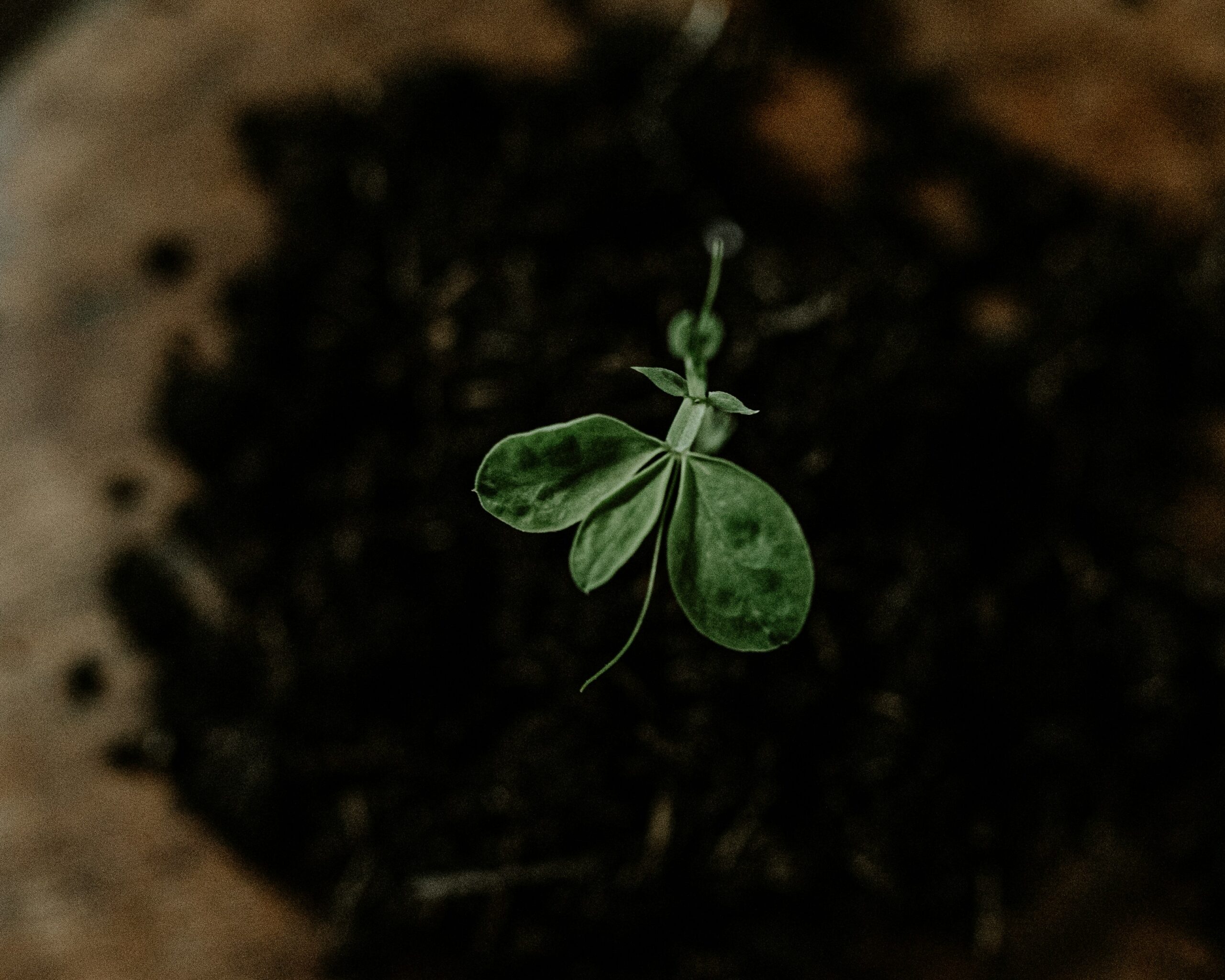 A sweetpea seedling in soil with a few green leaves and tendril