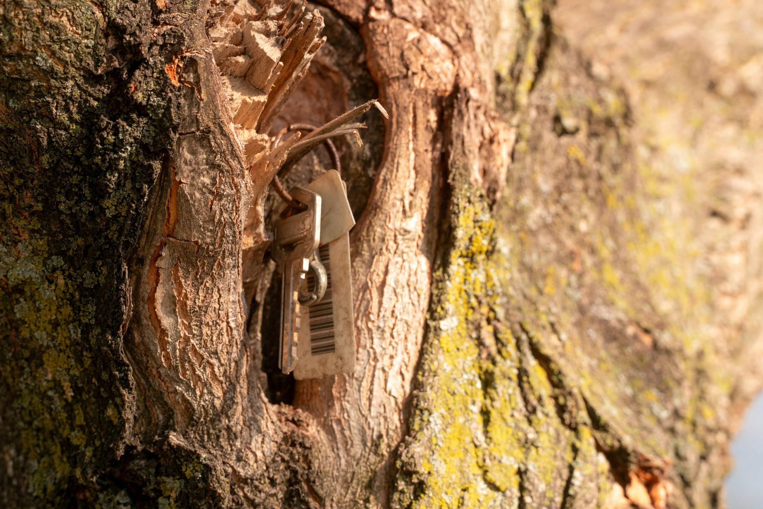 Keys hidden inside a hollow tree trunk