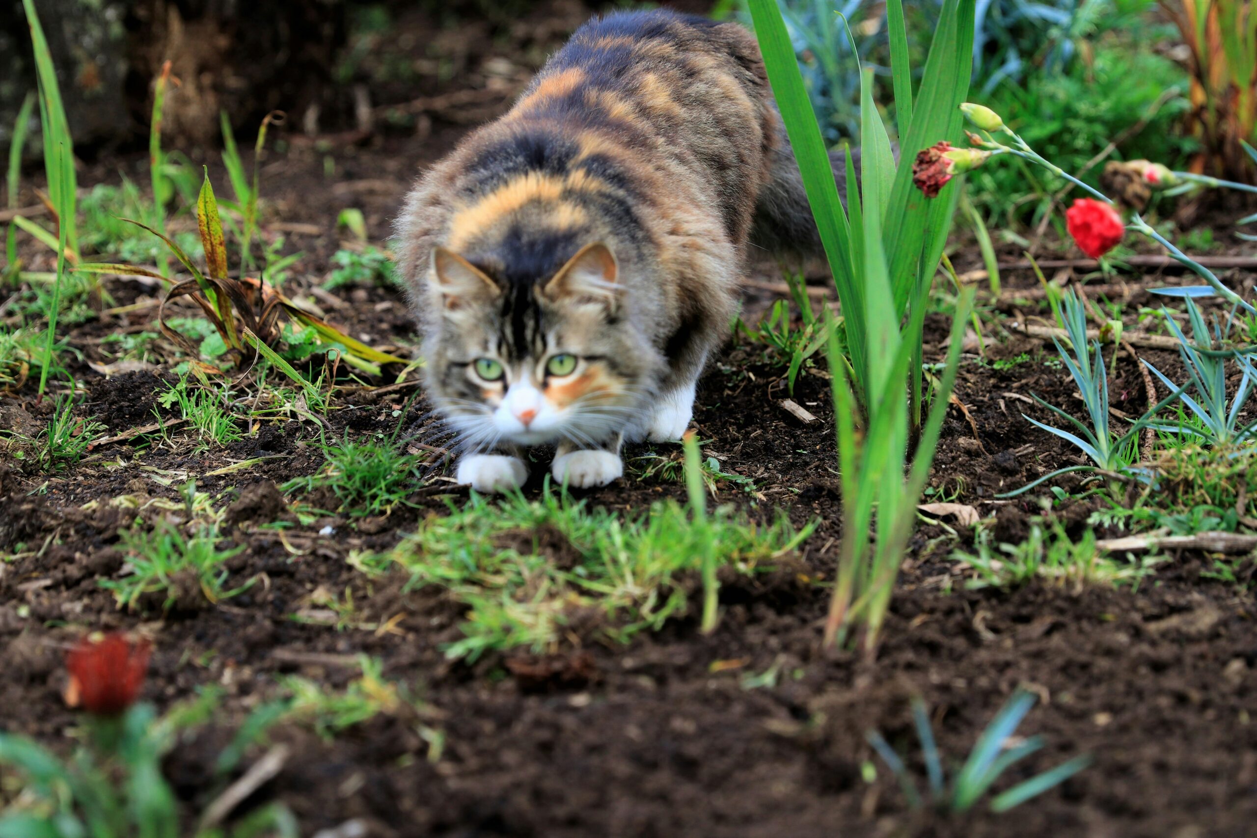 a cat walking in the dirt