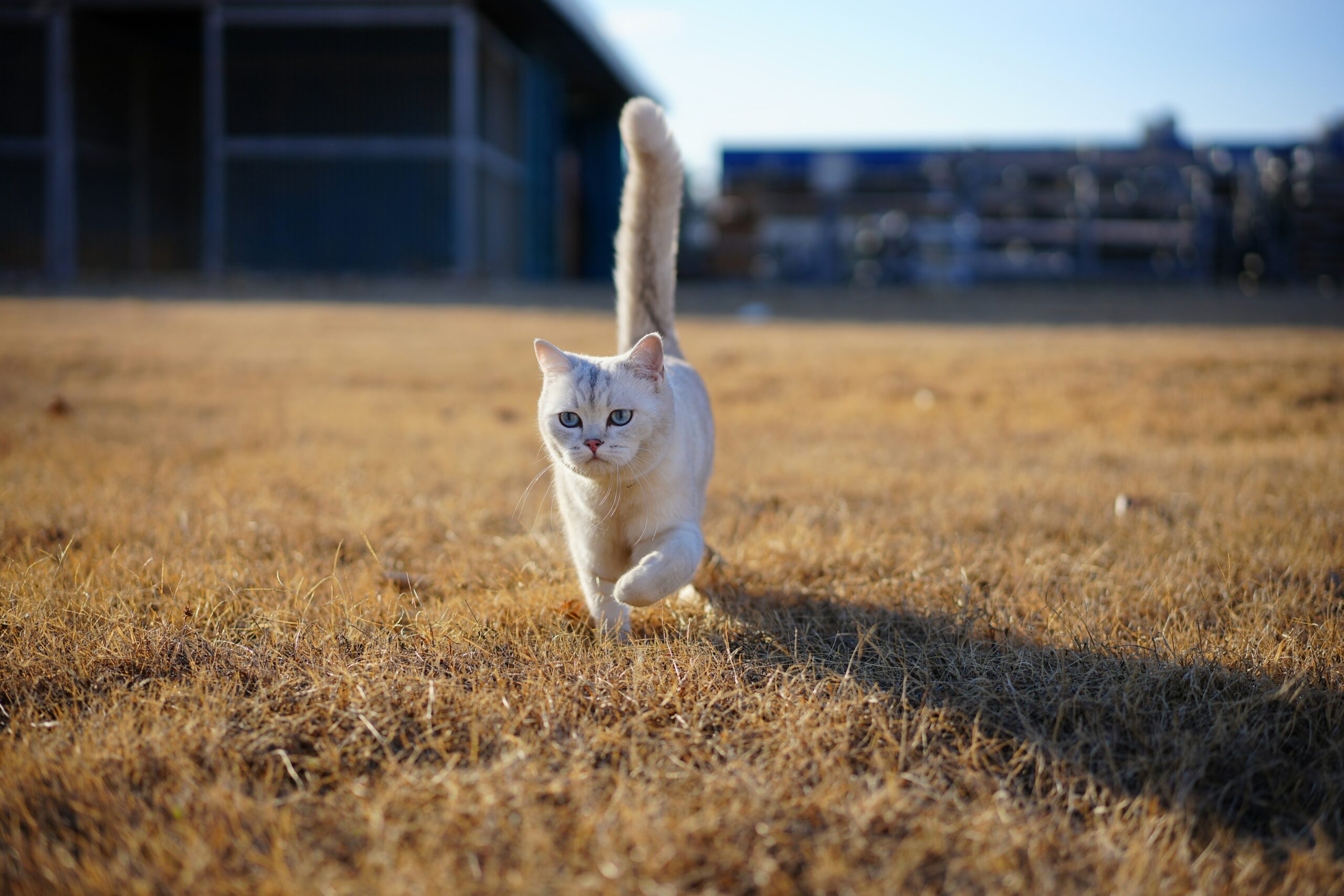 a white cat running across a dry grass field