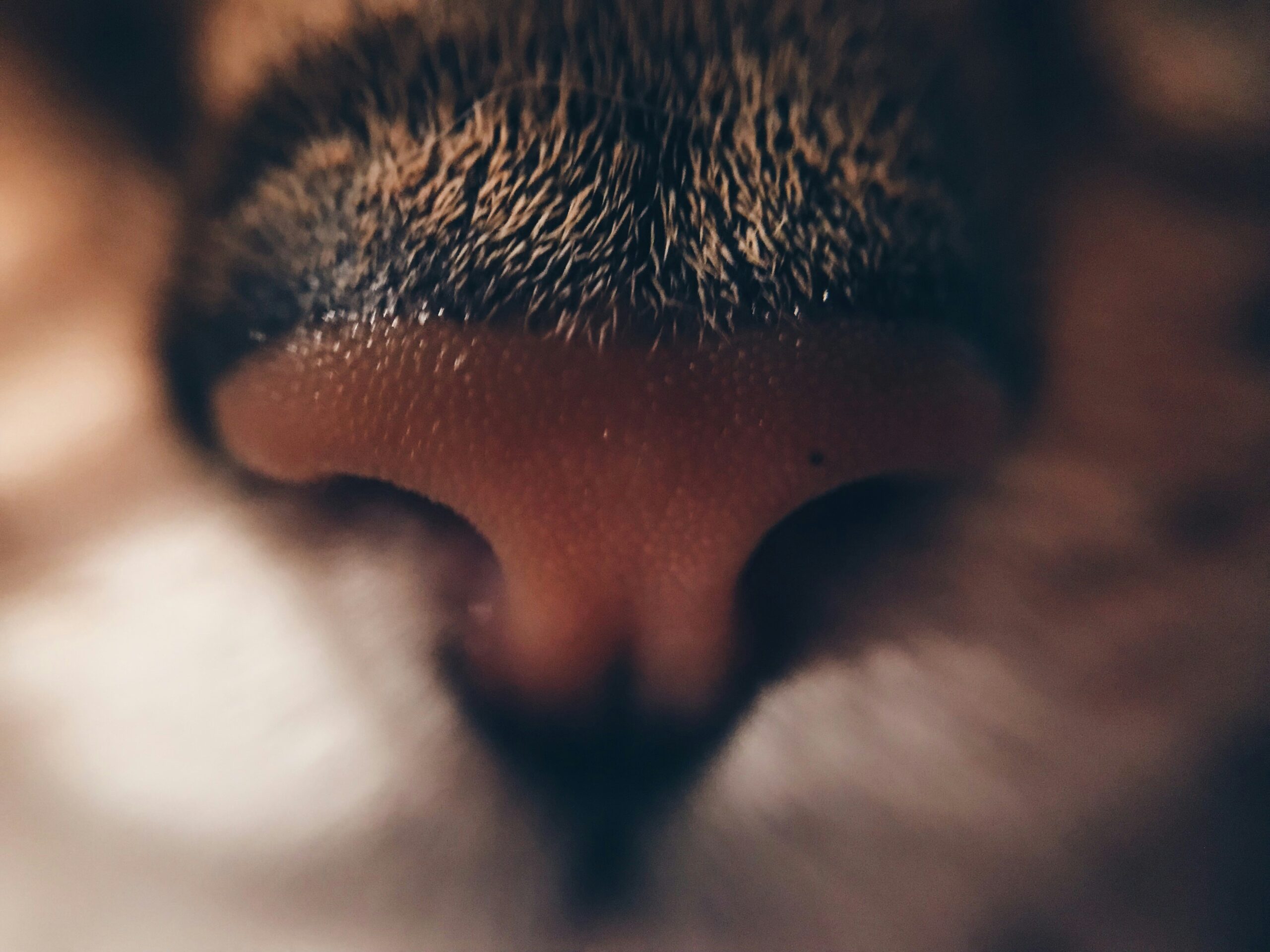 white and brown cat face