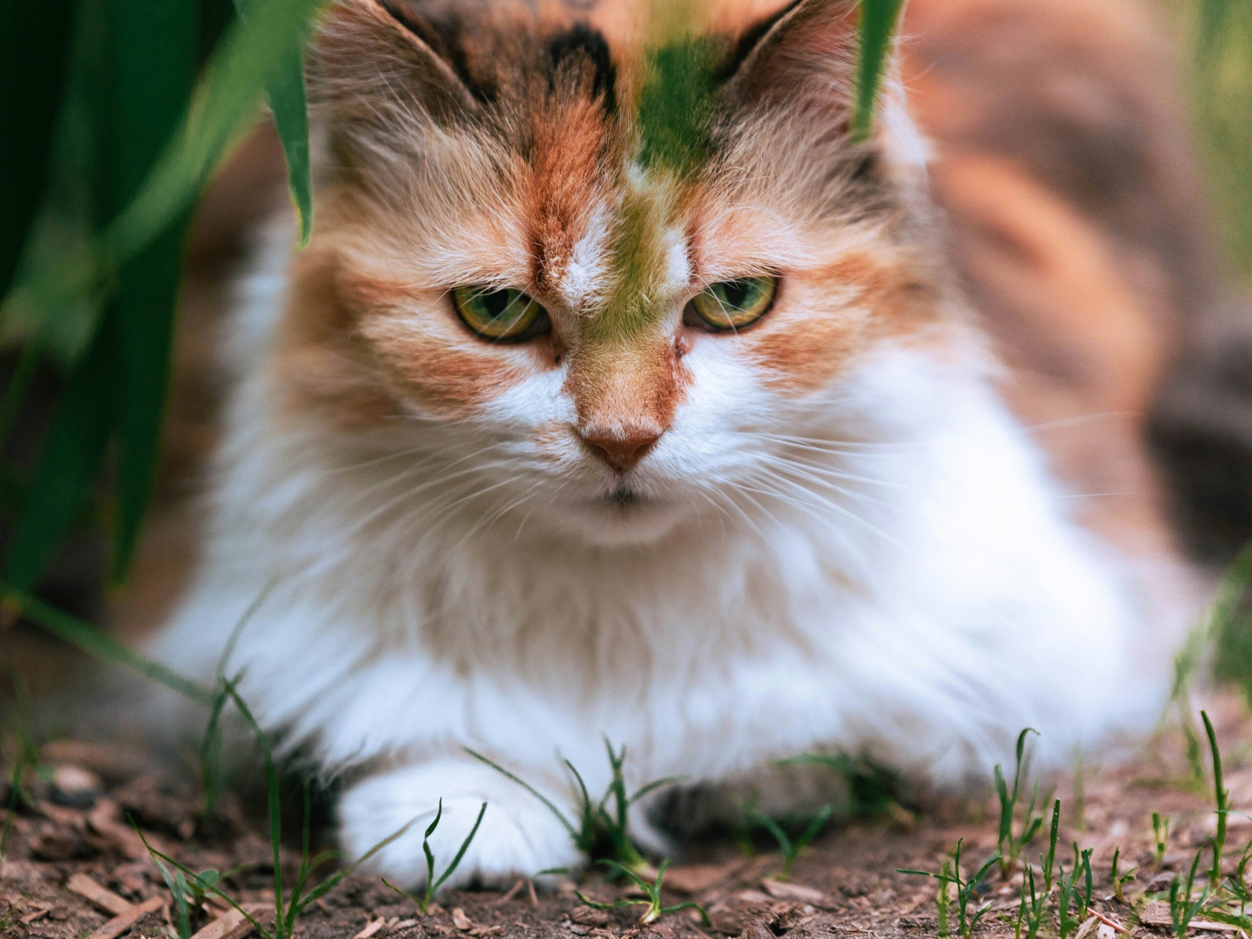 white and orange cat on ground