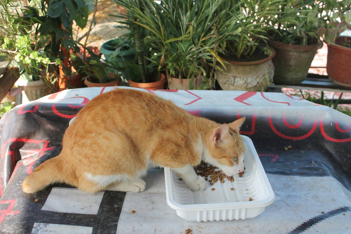 A bowl of organic cat food being eaten by a happy tabby cat
