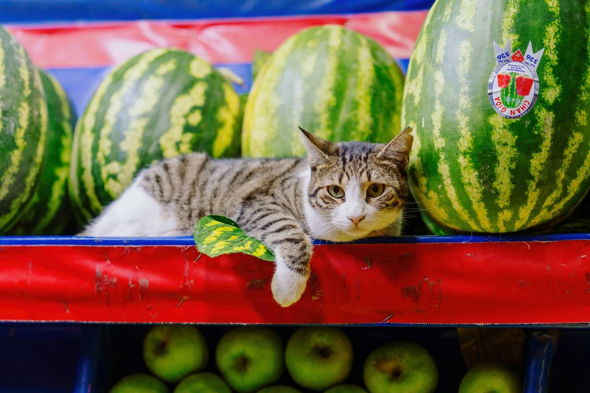 A gray cat sniffing a plate of chopped green vegetables.