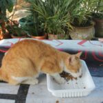 Allergy-Friendly Cat Nutrition: The Secret to Happy, Healthy Cats