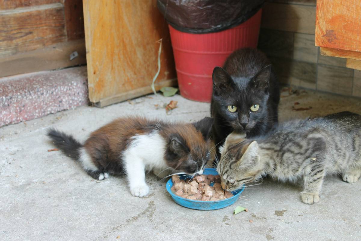 Close-up shot of different bowls filled with various types of organic cat food, emphasizing variety and health benefits.