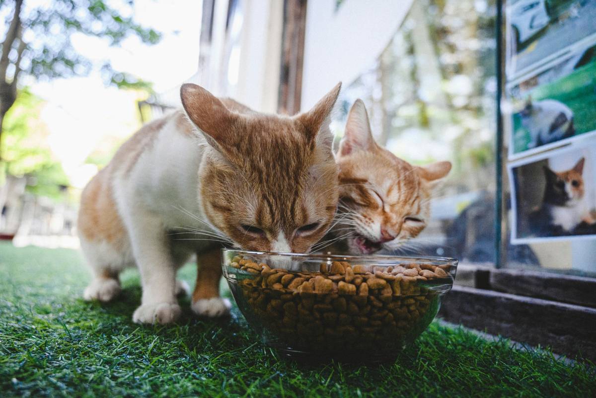Comparison table highlighting best practices vs common mistakes when feeding organic cat food